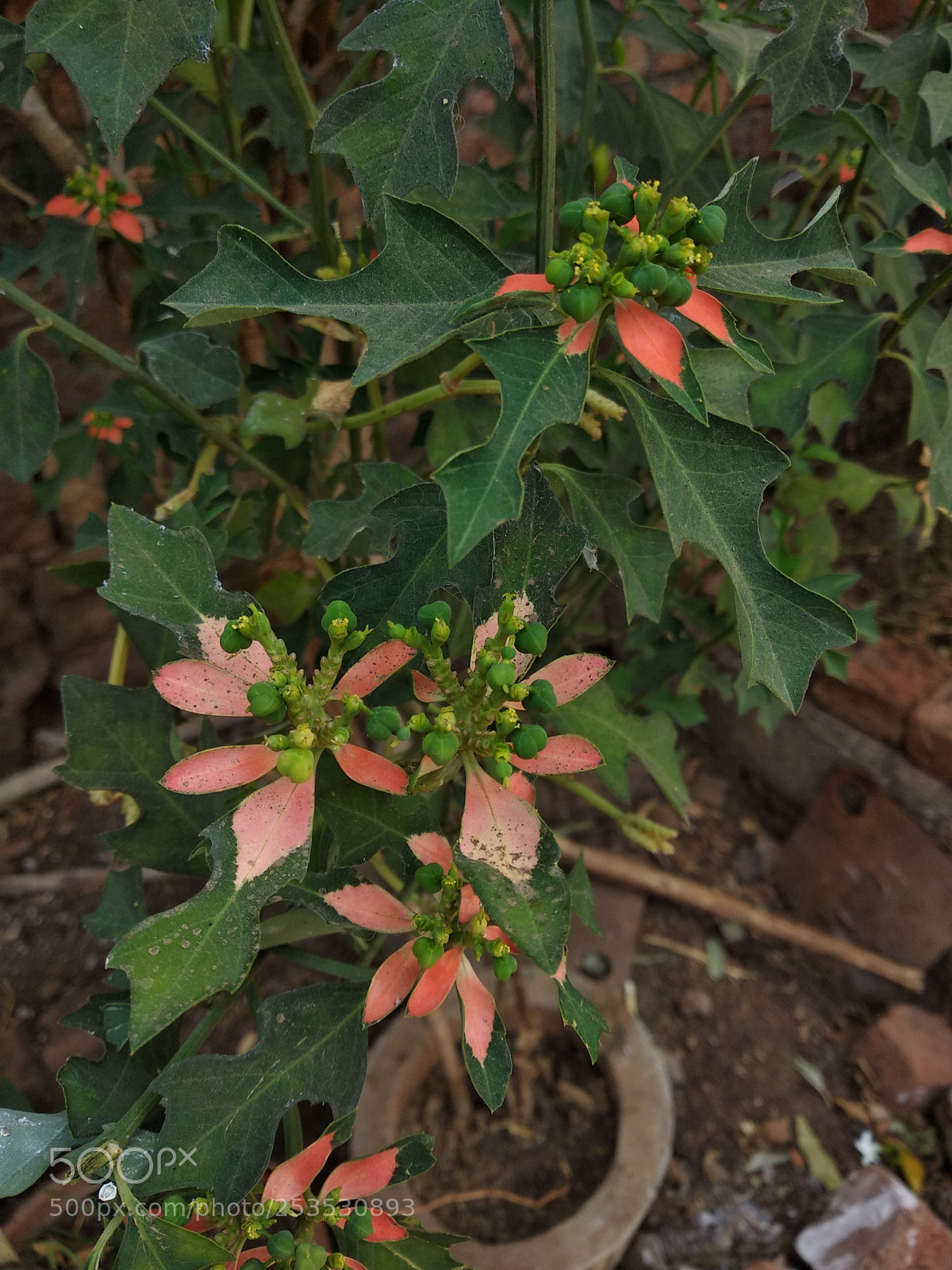 Xiaomi Redmi Note 5 sample photo. Untitled photography
