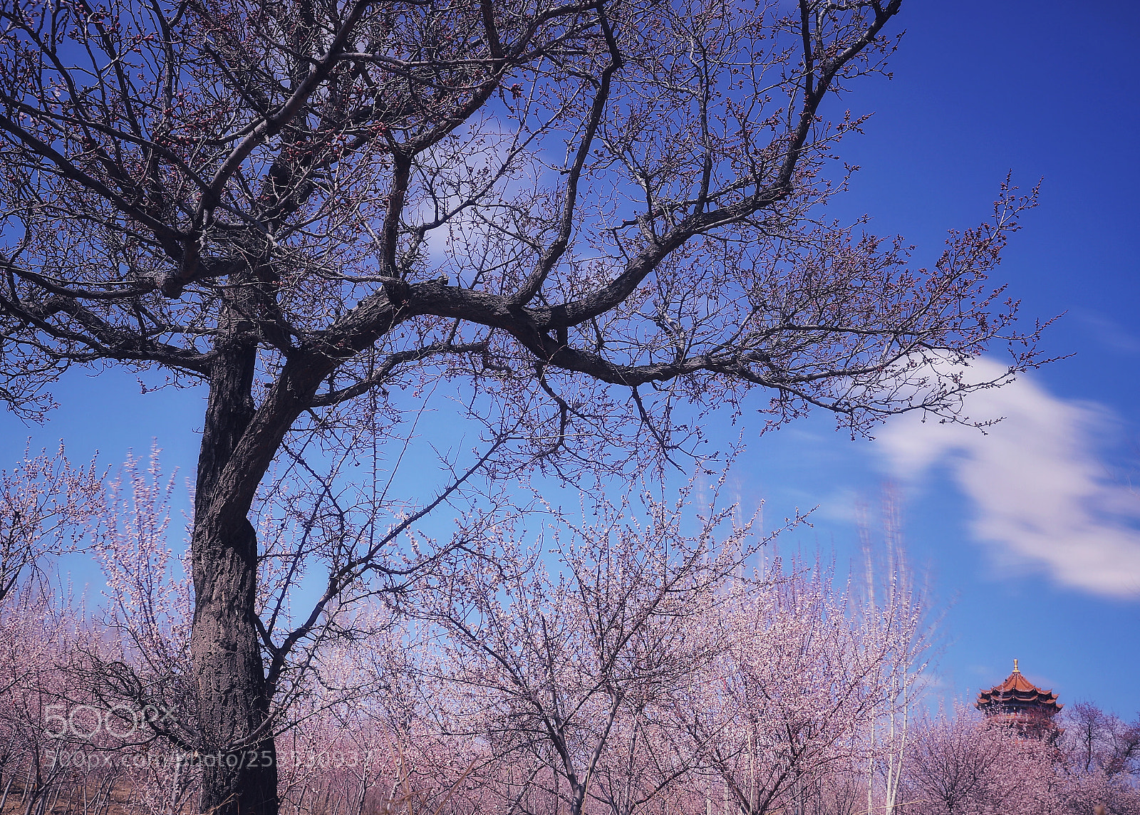 Canon EOS 6D Mark II sample photo. Untitled photography