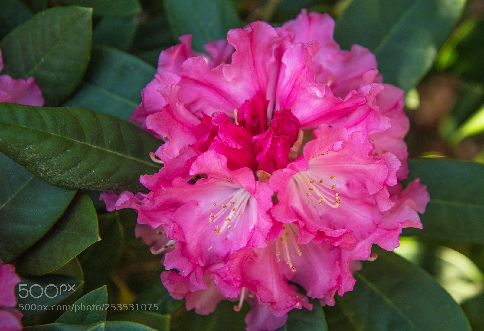 Nikon D850 sample photo. Rhododendron photography