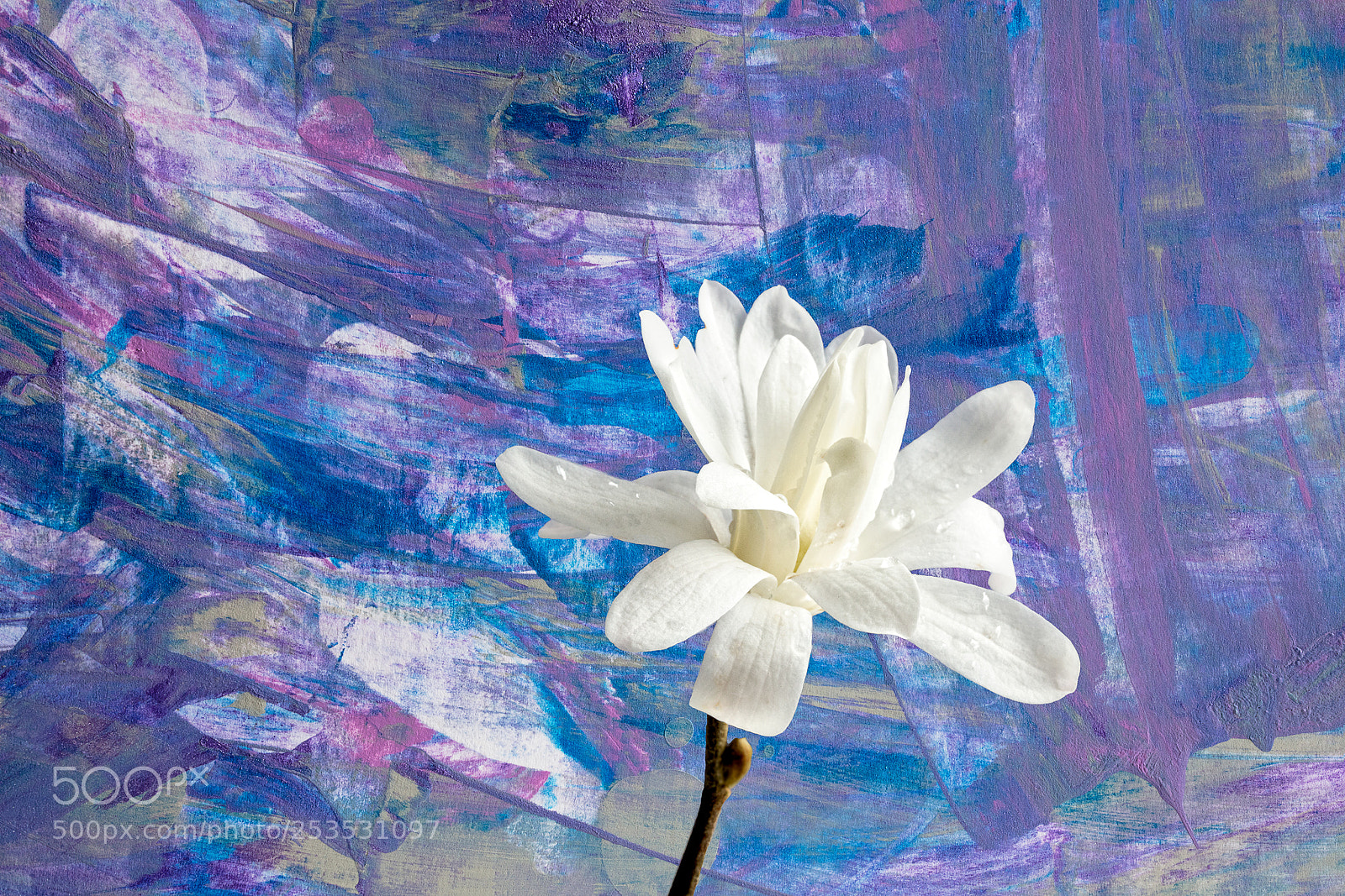 Canon EOS 5DS R sample photo. Star magnolia photography