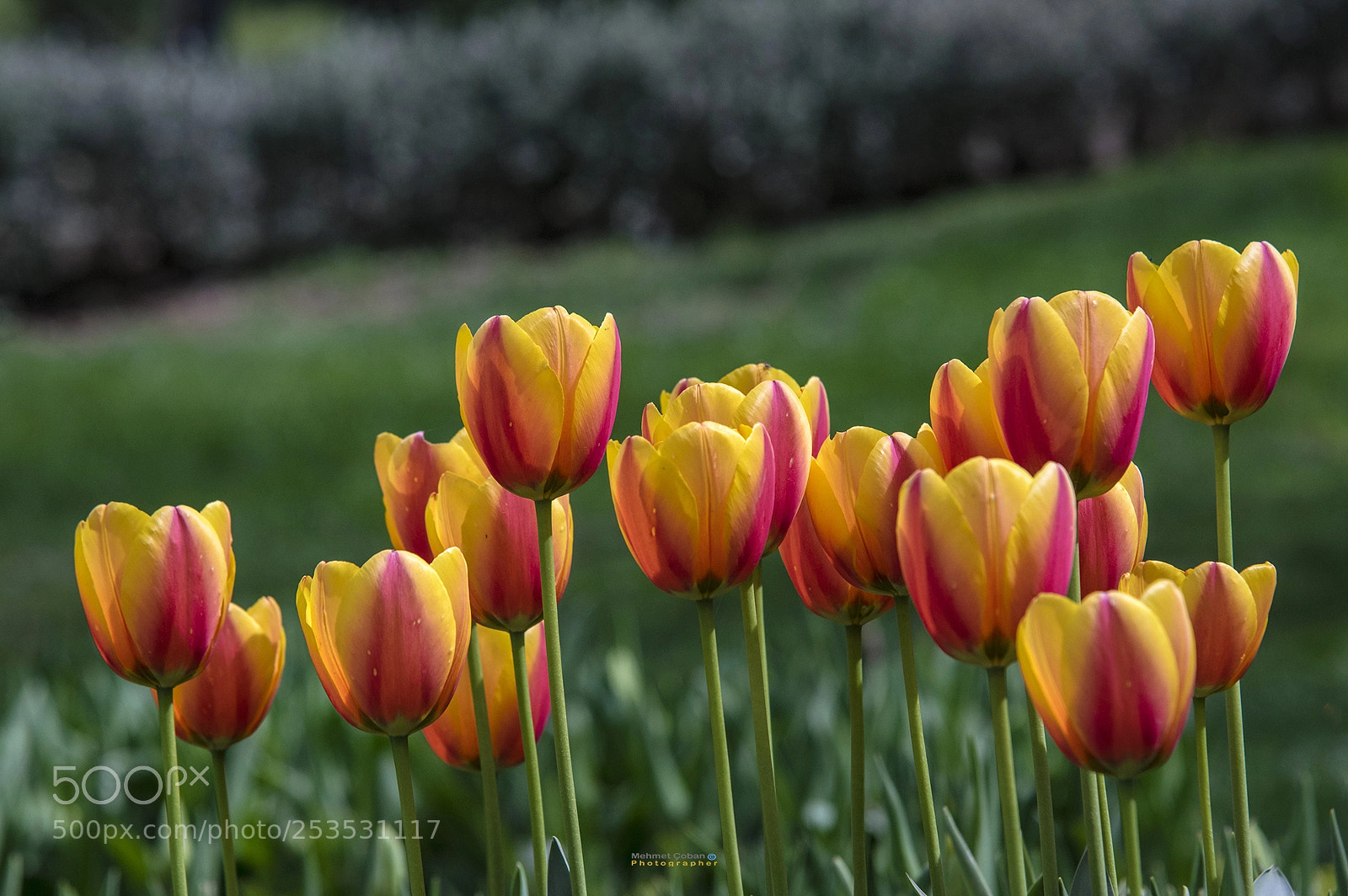 Pentax K-3 II sample photo. Yellow red colors show photography