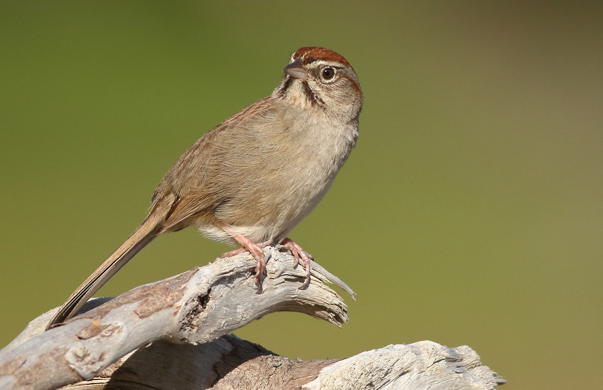 Canon EF 400mm F5.6L USM sample photo. Rufous-crowned sparrow photography
