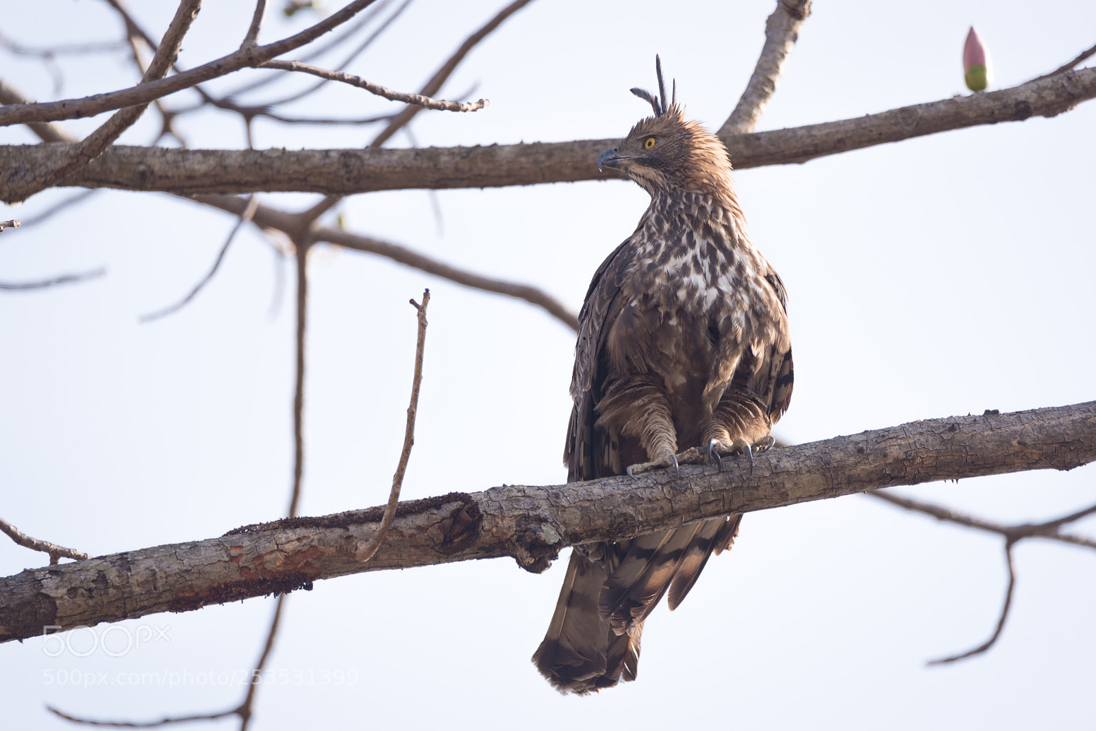 Nikon D610 sample photo. Crested hawk eagle photography