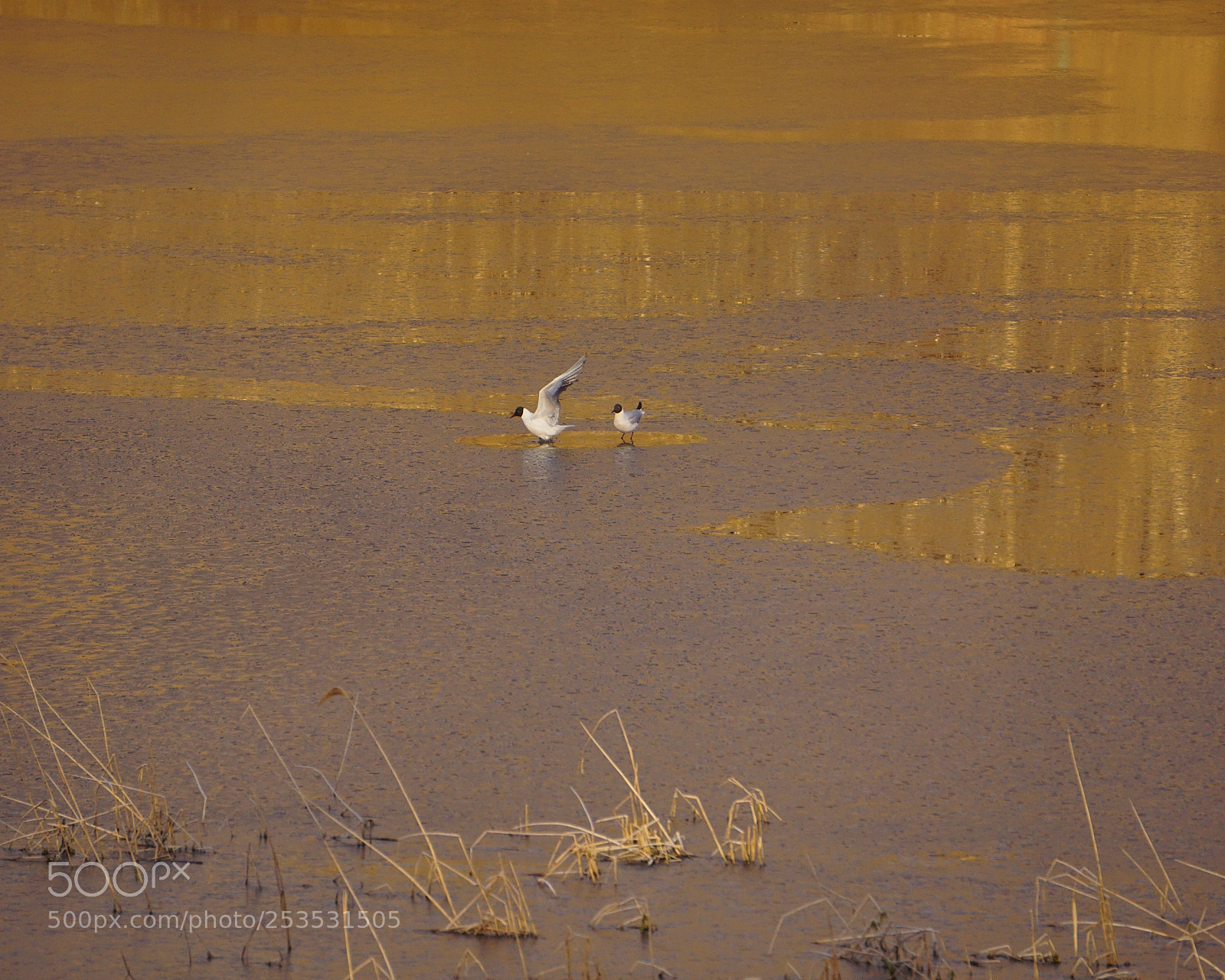 Sony a6000 sample photo. Birds. photography