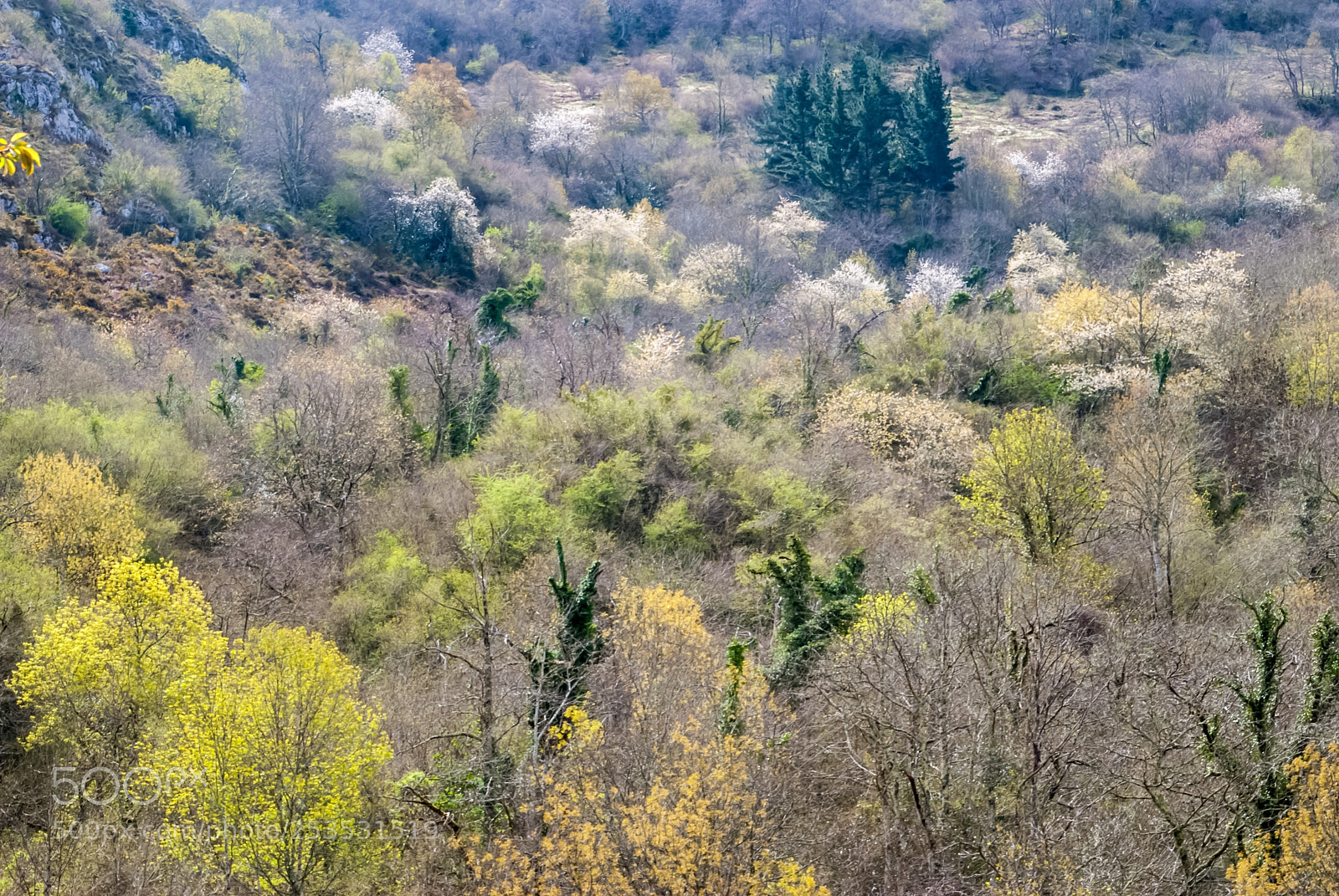 Nikon D3000 sample photo. Bosque primaveral photography