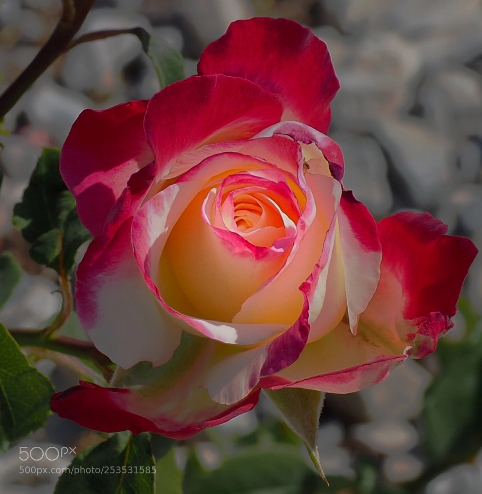 Olympus OM-D E-M10 II sample photo. Rose. photography