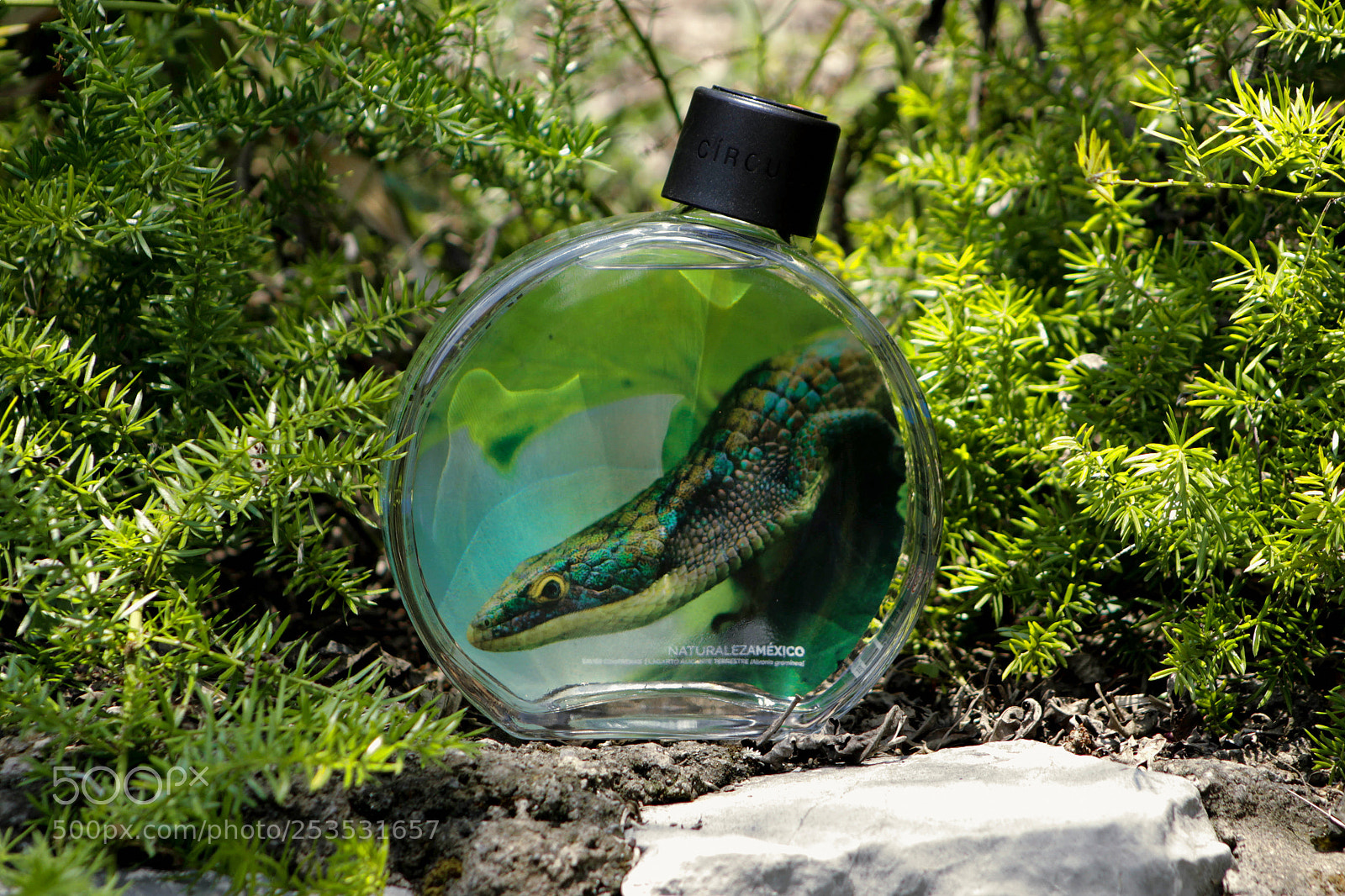 Canon EOS 600D (Rebel EOS T3i / EOS Kiss X5) sample photo. Abronia graminea photography