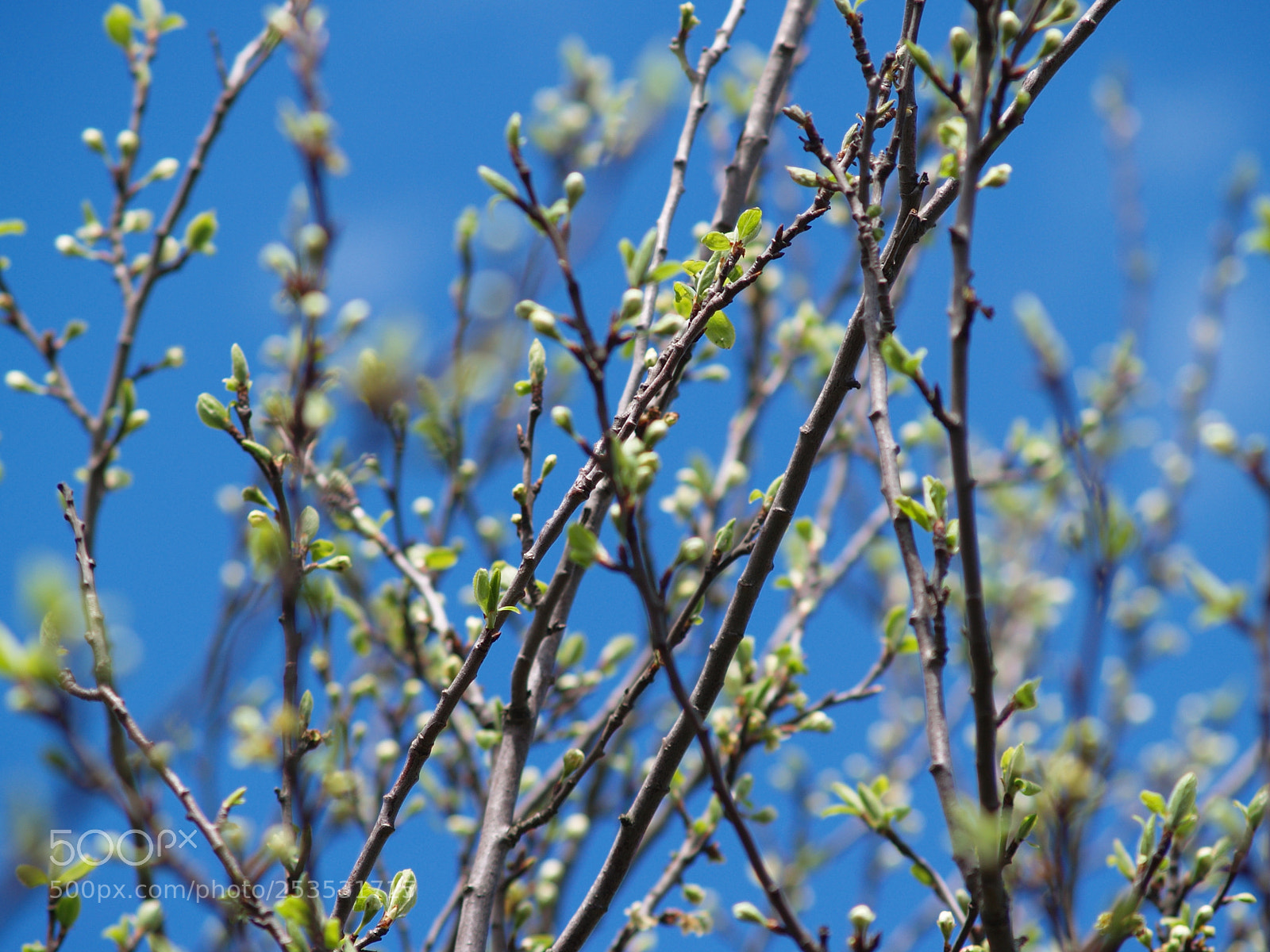 Olympus E-300 (EVOLT E-300) sample photo. Spring of a tree photography