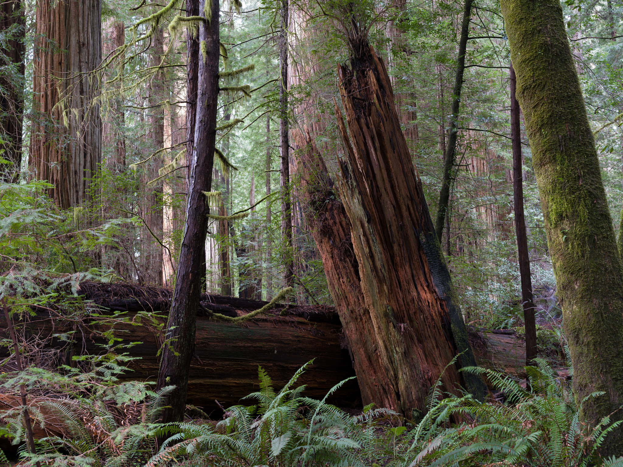 Pentax 645Z sample photo. Fallen redwood, stout grove photography