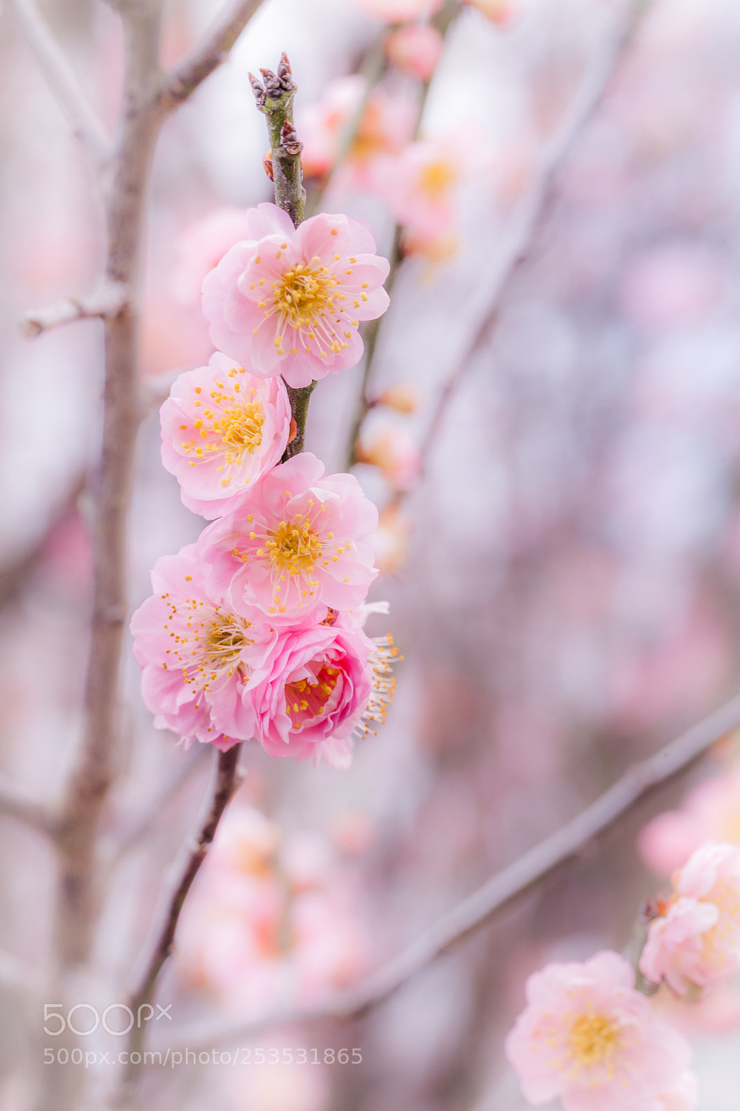 Canon EOS 5D Mark II sample photo. Spring in an orchard photography
