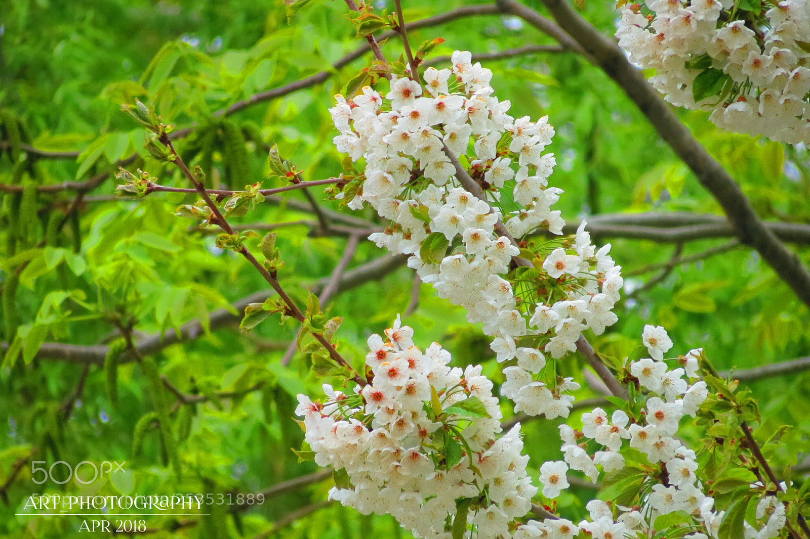 Canon PowerShot SX40 HS sample photo. Spring photography