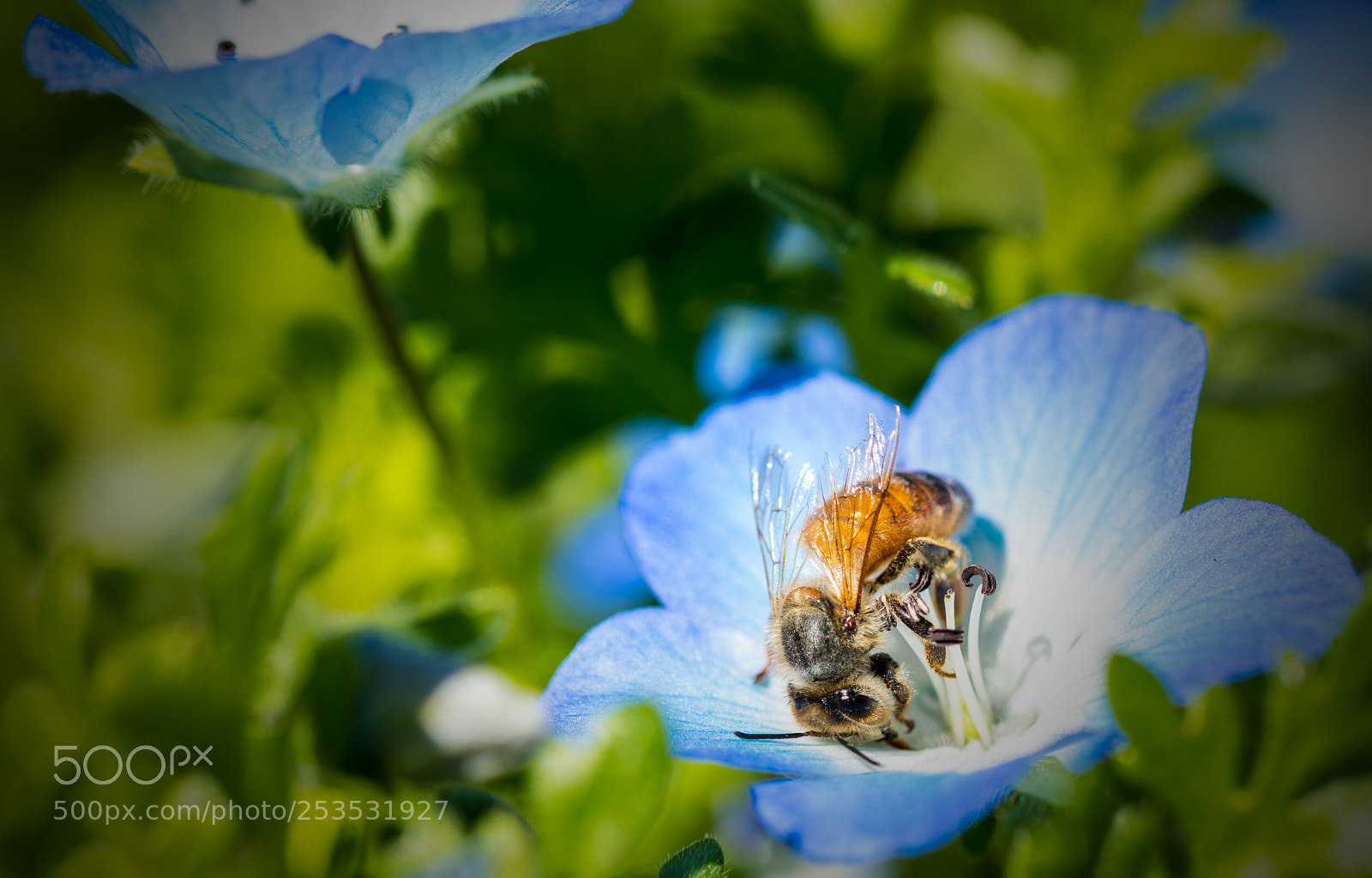 Nikon D850 sample photo. Foraging bee photography