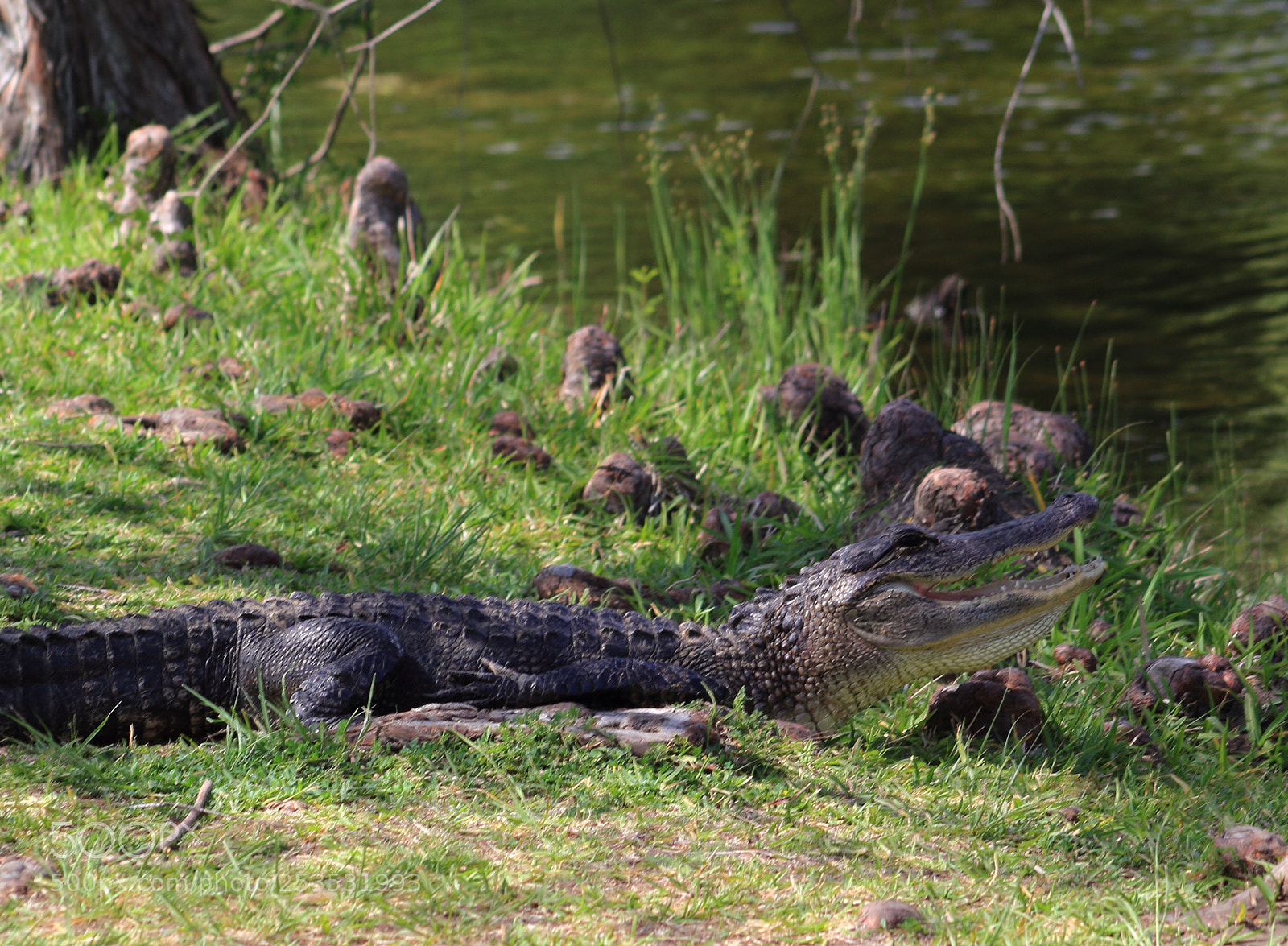 Canon EOS 60D sample photo. American alligator  photography