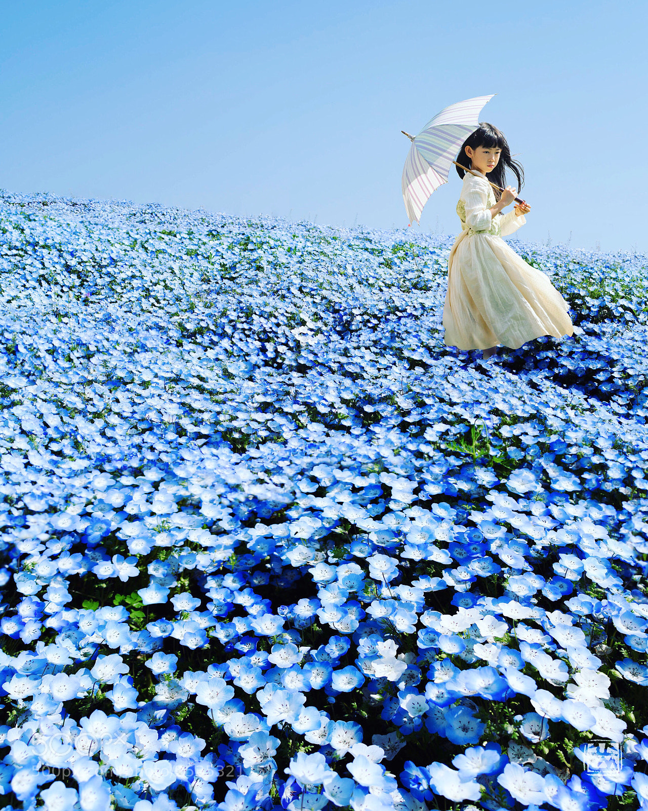 Nikon D810 sample photo. Nemophila photography