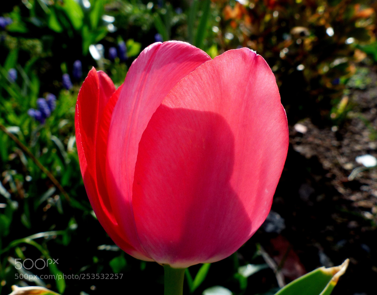 Panasonic Lumix DMC-FZ200 sample photo. Tulip. photography