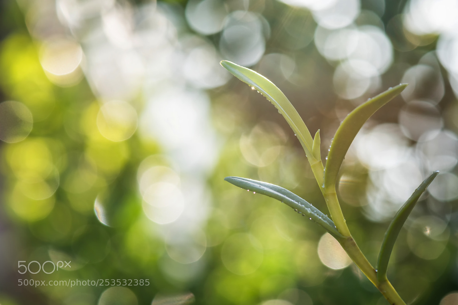 Nikon D810 sample photo. Refreshment photography