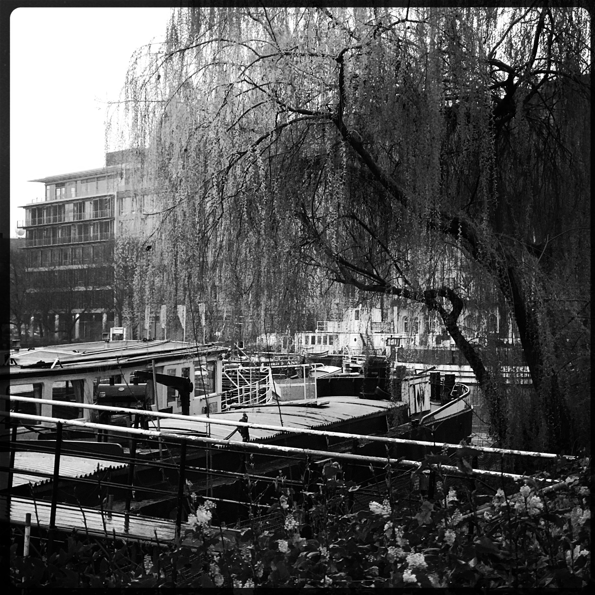 Hipstamatic 342 sample photo. Weeping willow photography