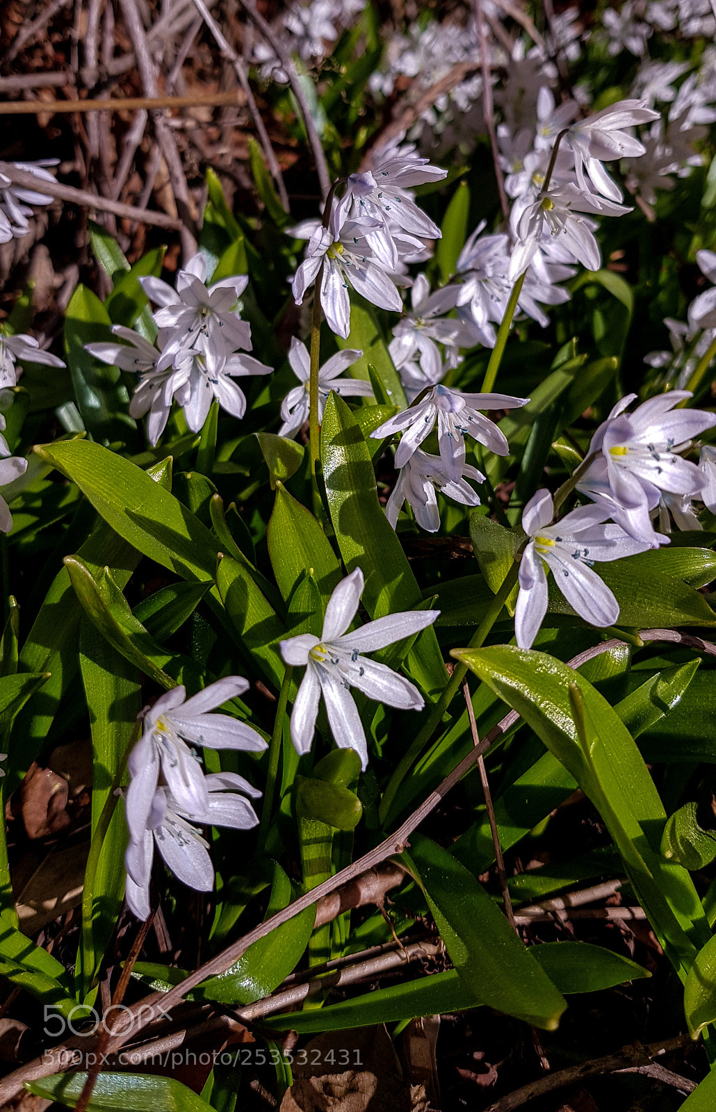 Samsung Galaxy S8 sample photo. Muscari neglectum, guss coil photography