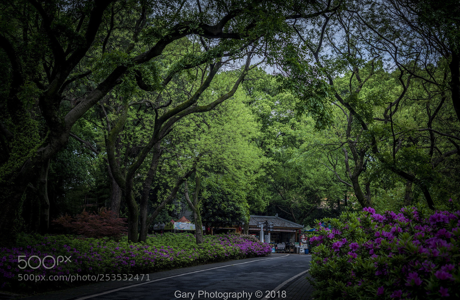 Nikon D810 sample photo. 晨曦小道 photography