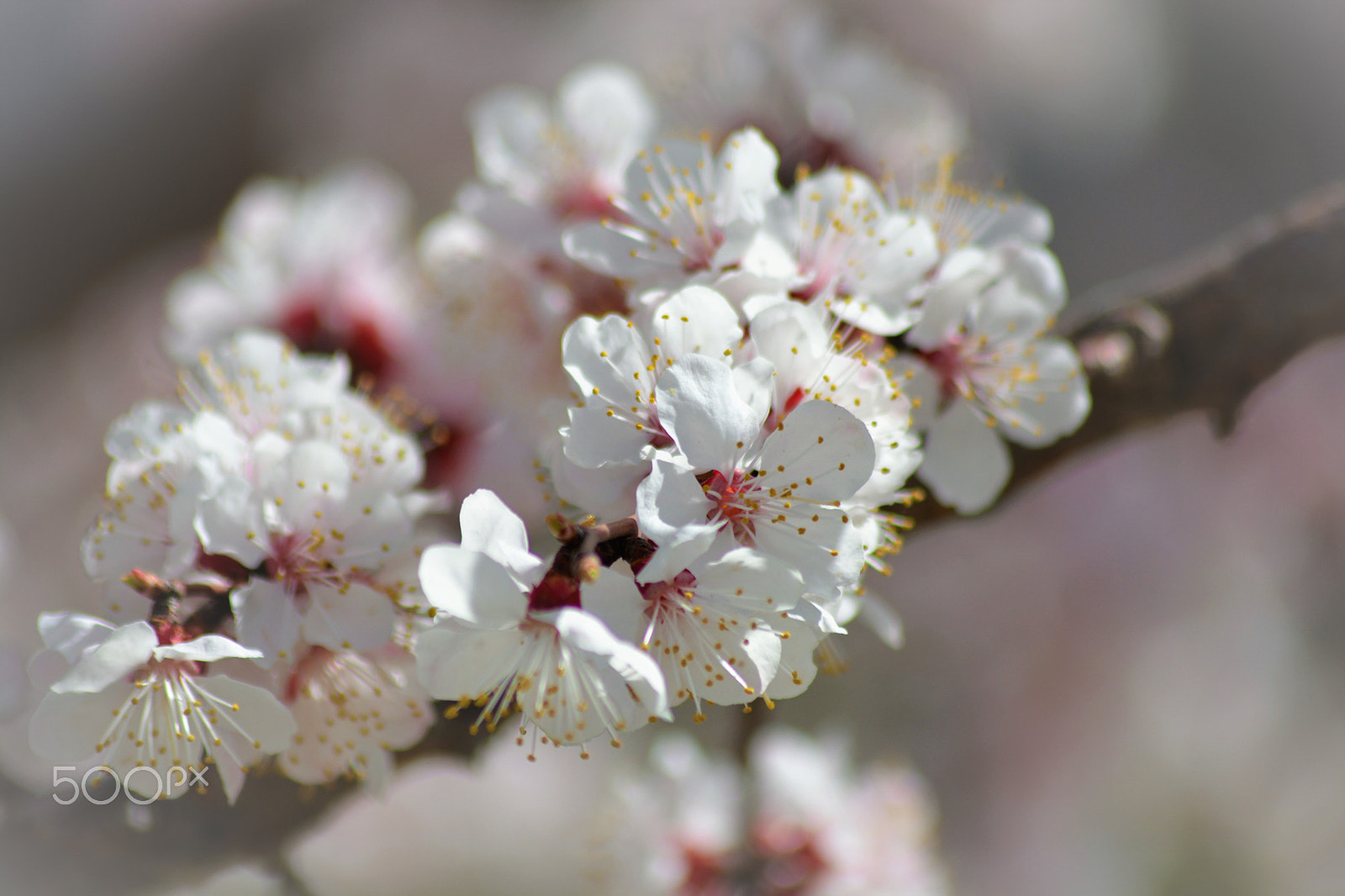 Sigma 70-300mm F4-5.6 APO DG Macro sample photo. Bloom photography