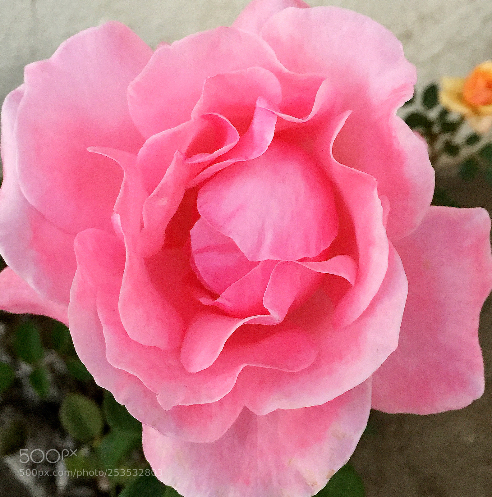 Apple iPhone 6 Plus sample photo. Cb rose photography