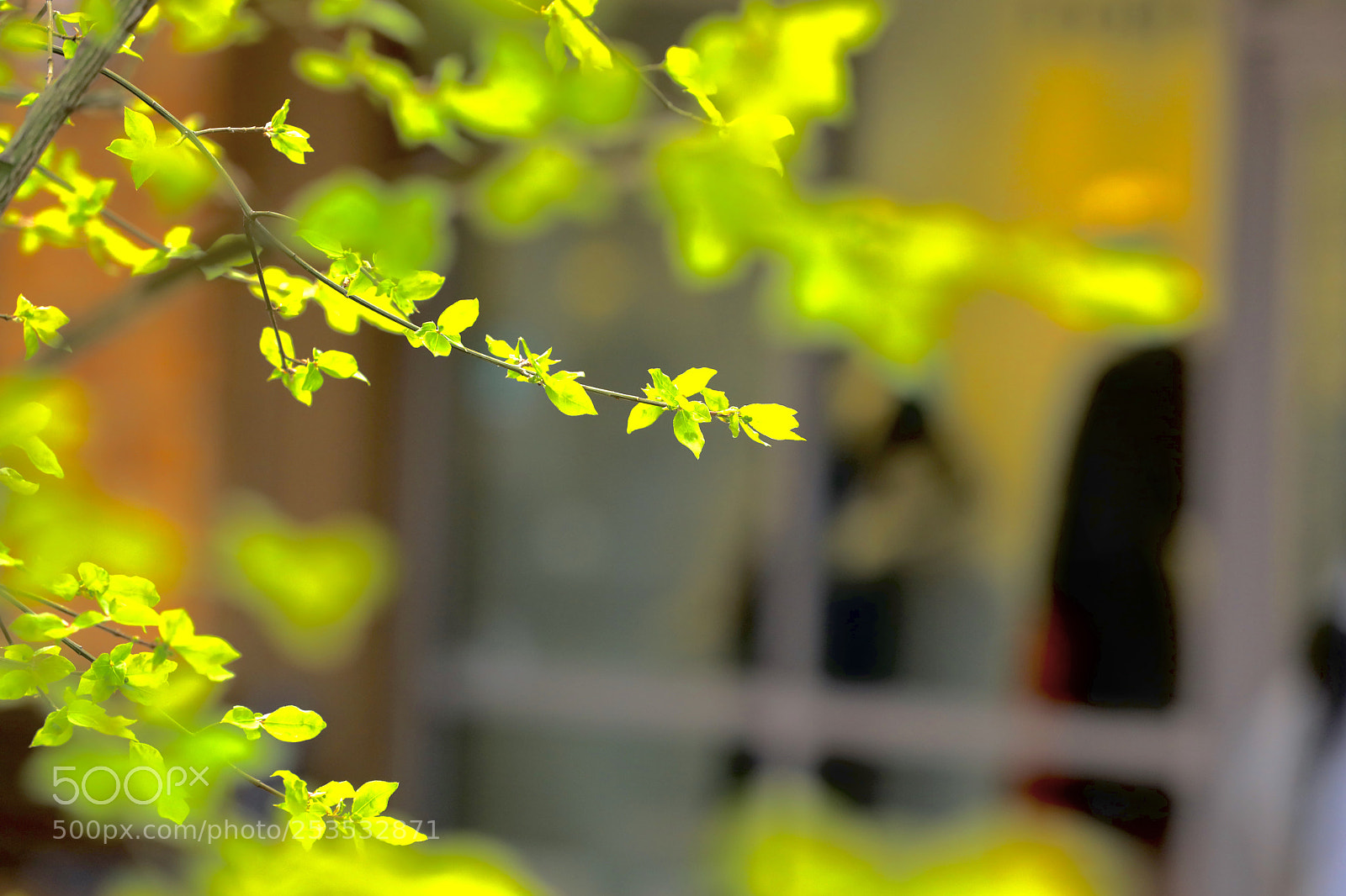 Canon EOS 5D Mark IV sample photo. Green on the street photography