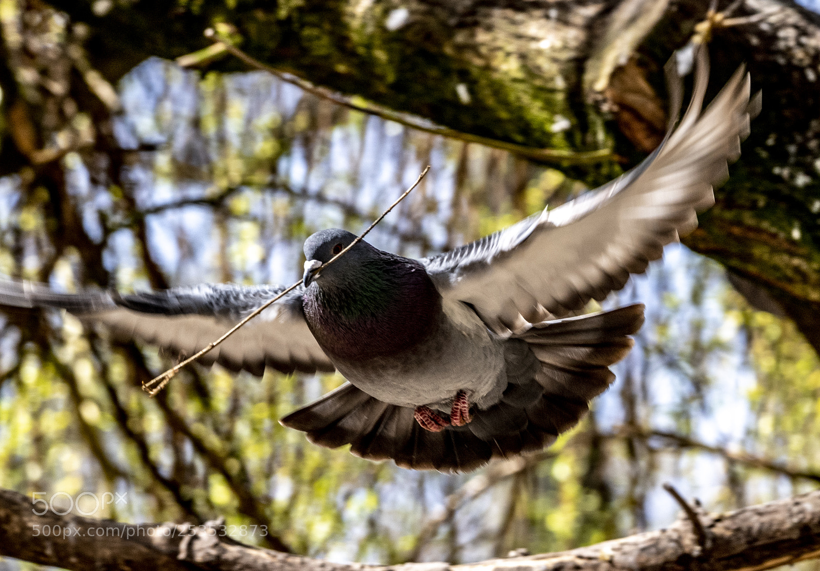 Nikon D5 sample photo. Almost a dove of photography