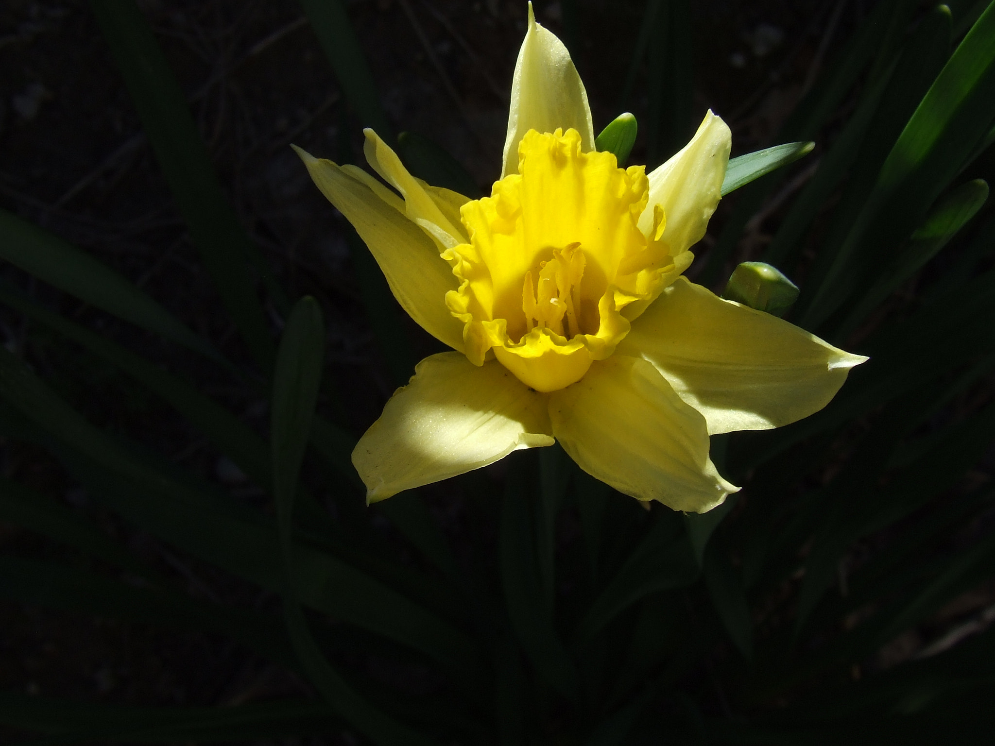 Fujifilm FinePix S5600 sample photo. Spring flower photography