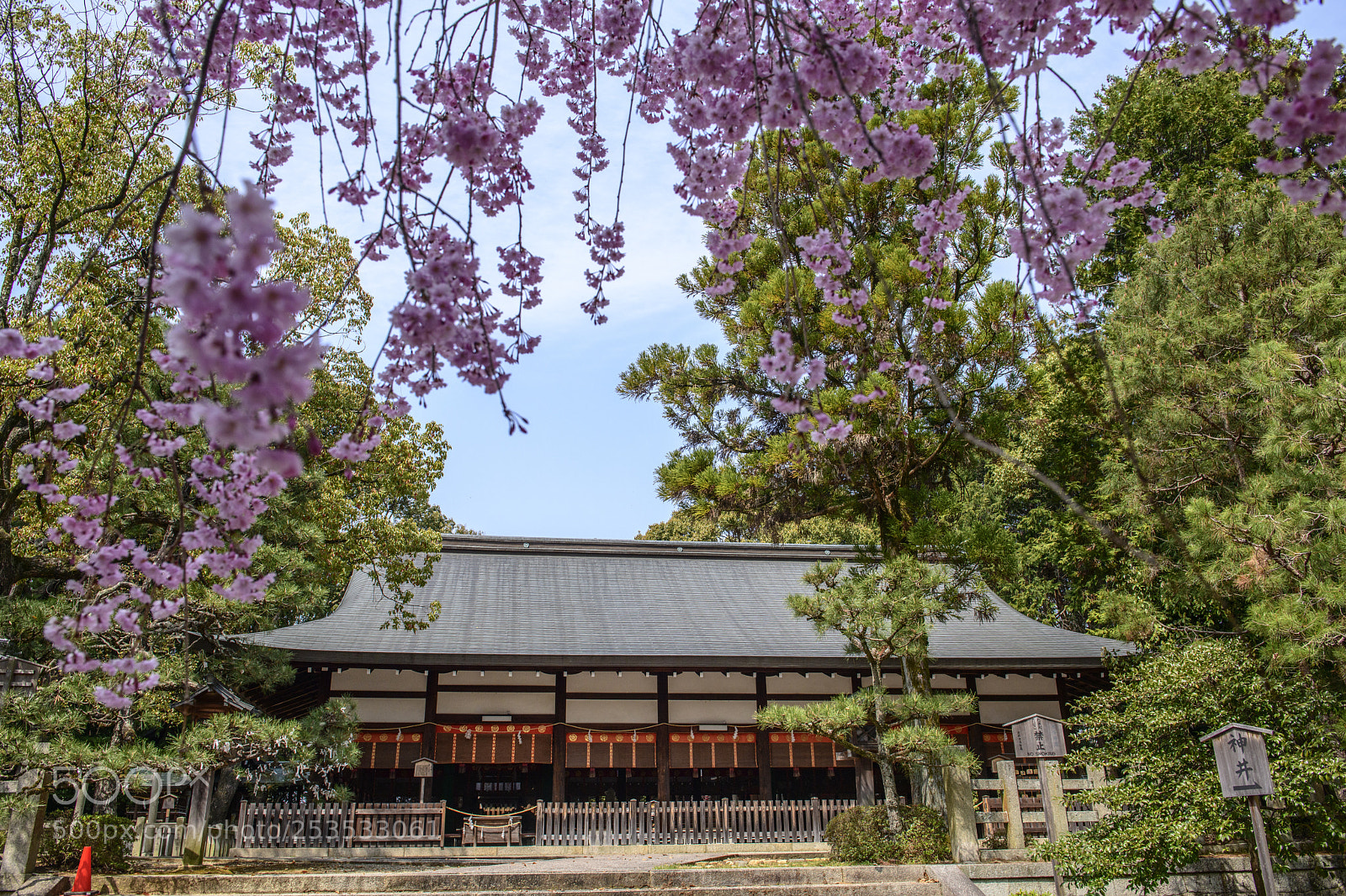 Nikon D850 sample photo. Cherry blossom photography