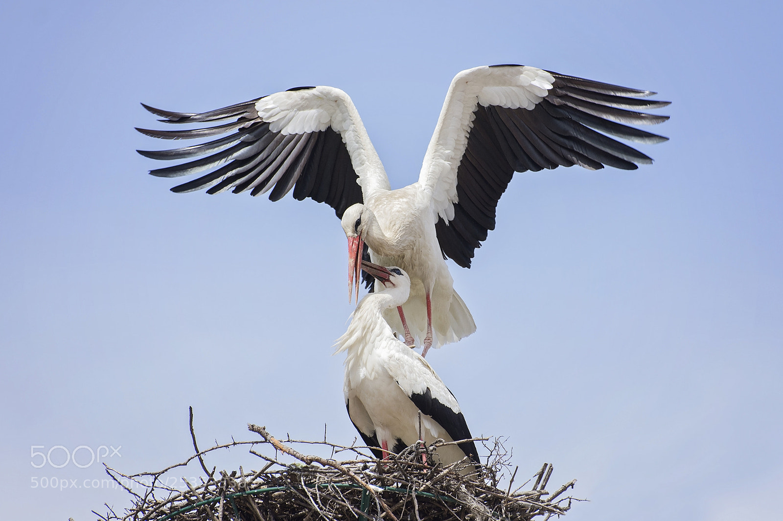 Nikon D7200 sample photo. White storks in love photography