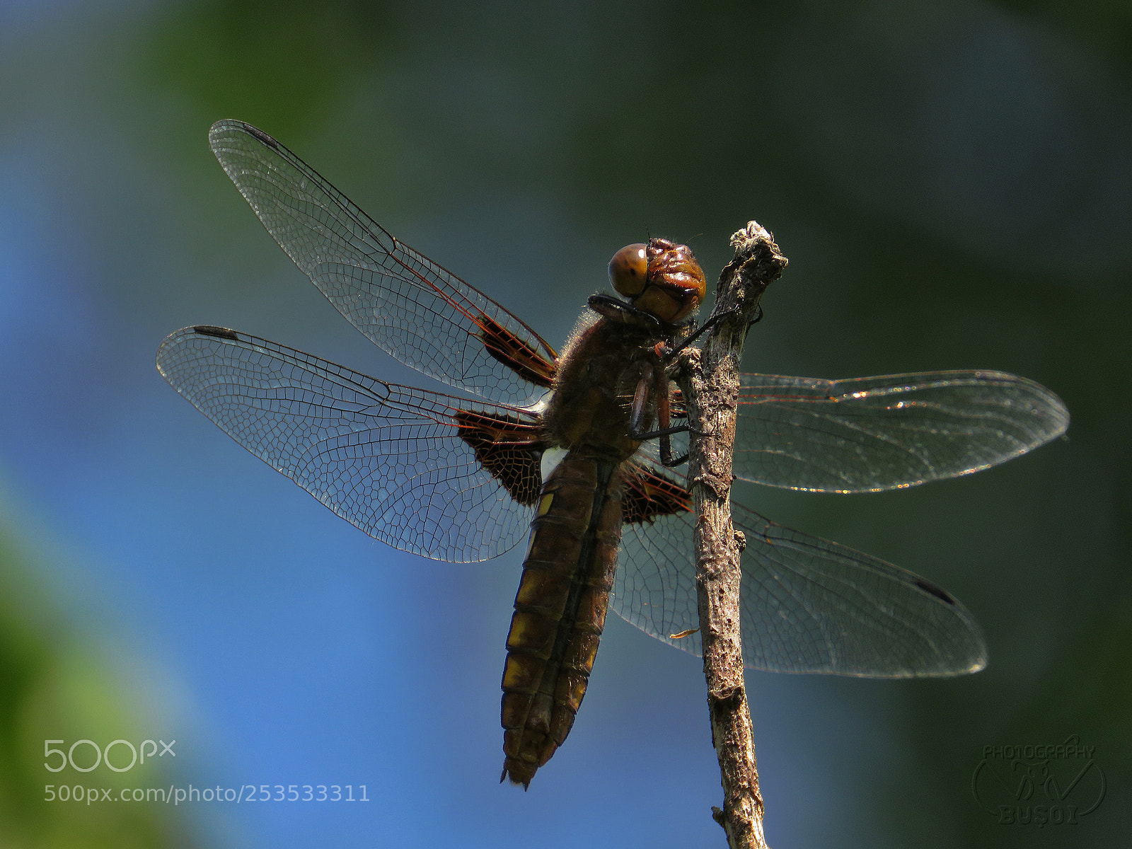 Canon PowerShot SX540 HS sample photo. Dragonfly_4 photography