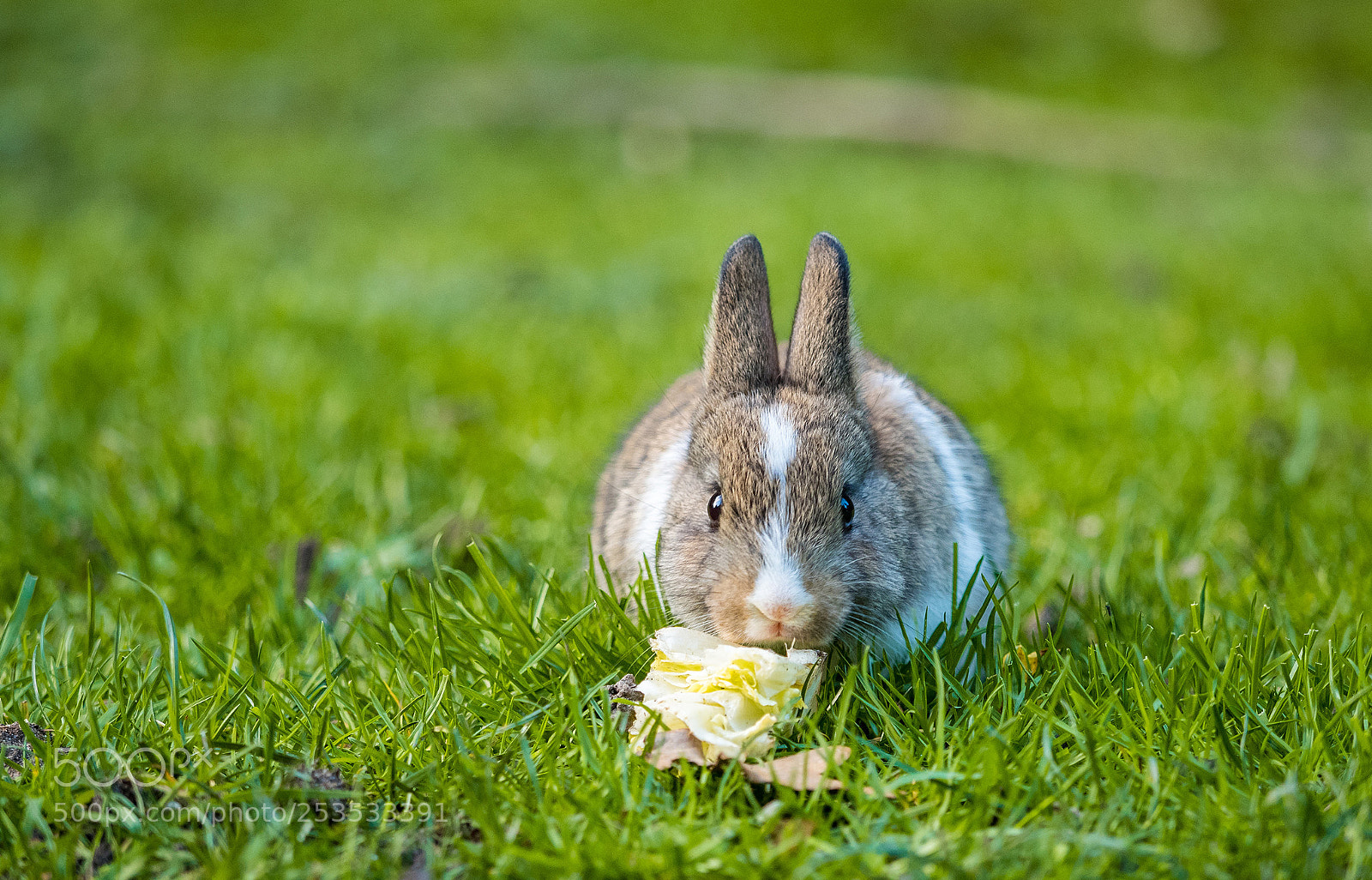Olympus OM-D E-M5 II sample photo. Yummy cabbage photography