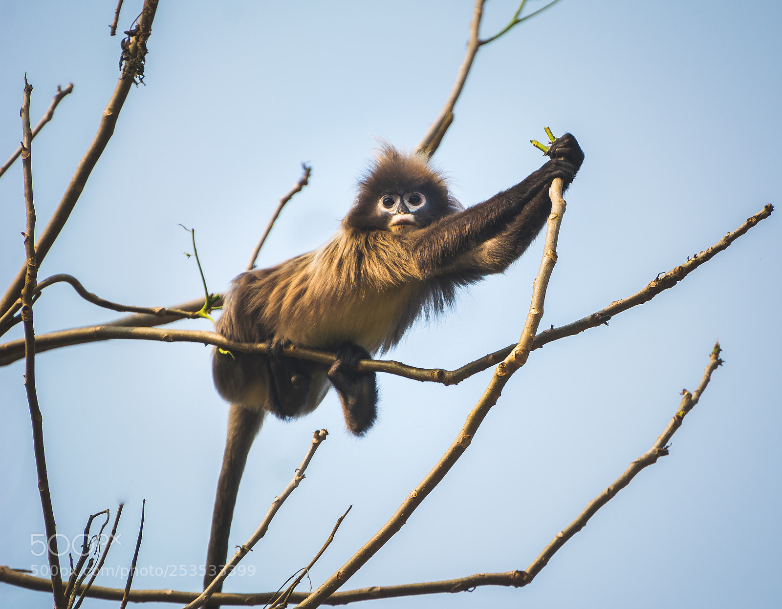 Nikon D5200 sample photo. Phayre's leaf monkey photography