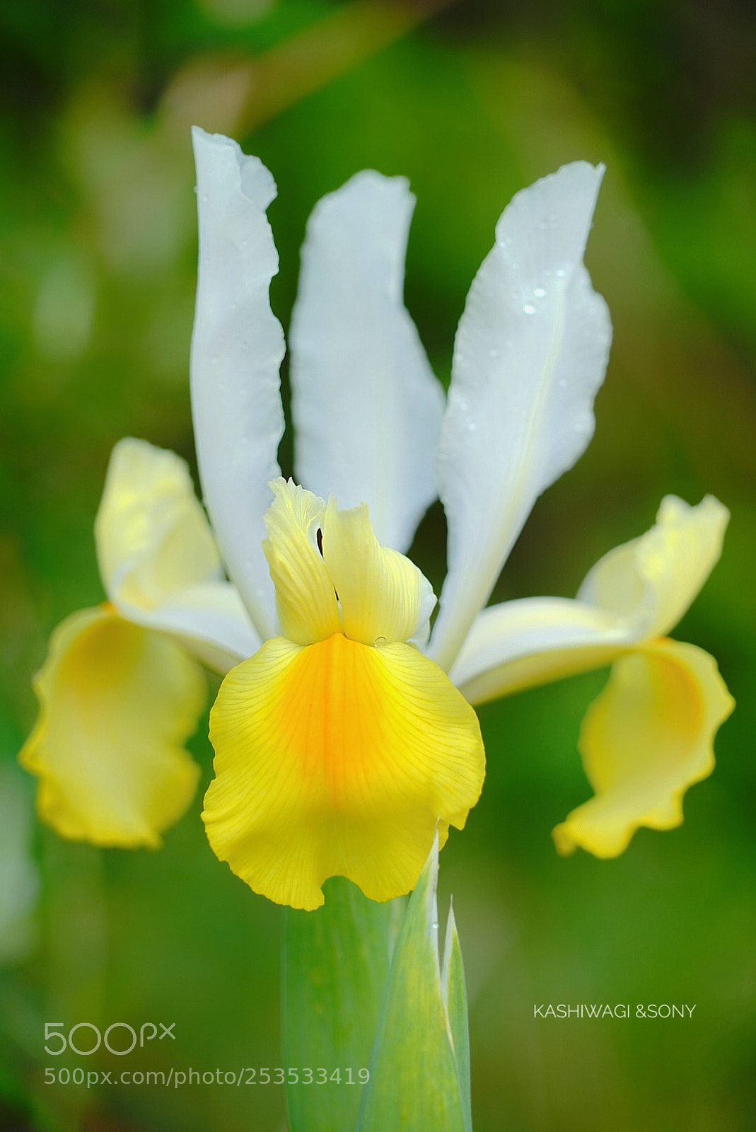 Sony a7 II sample photo. It exists quietly and photography