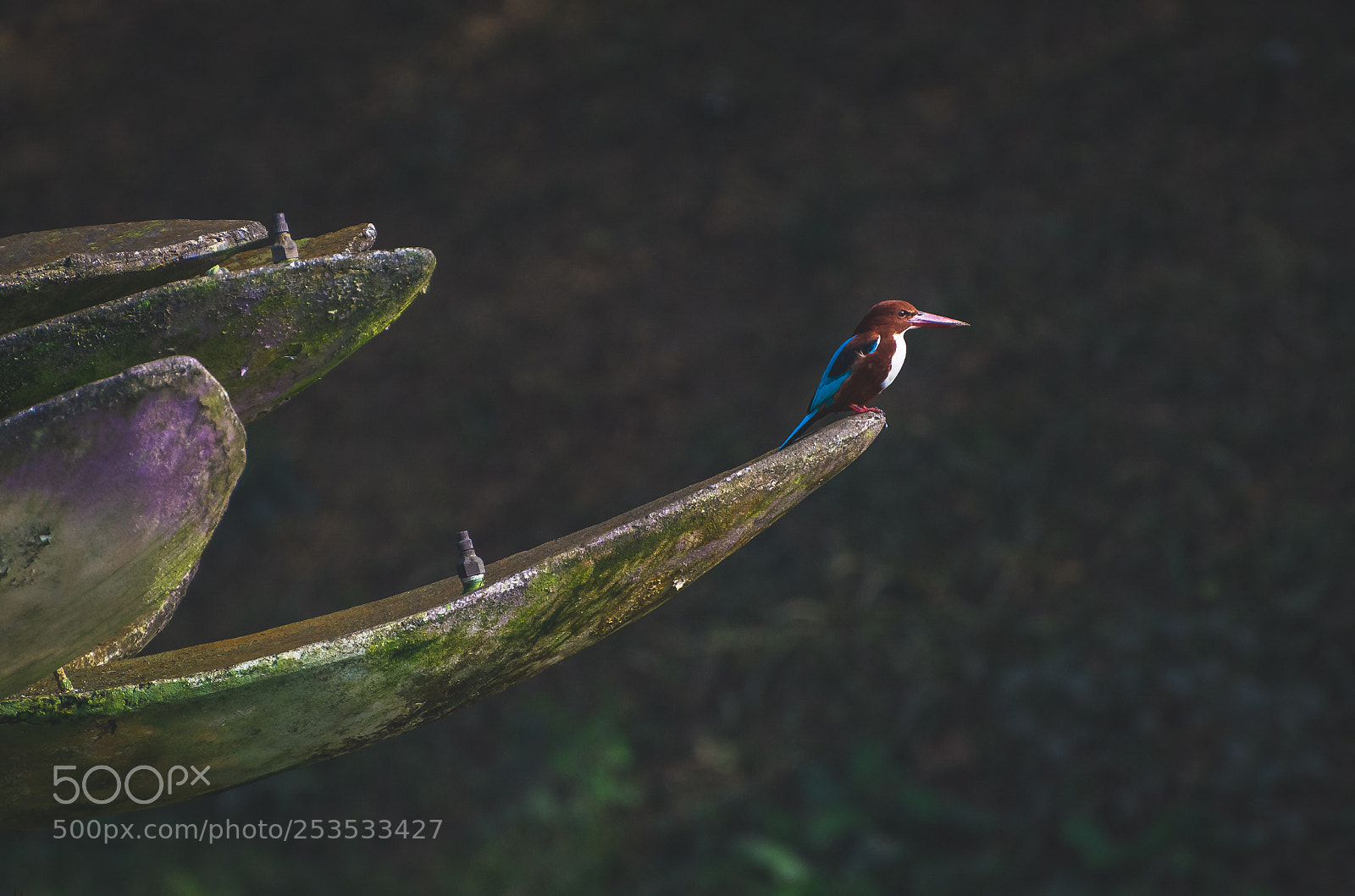 Nikon D5200 sample photo. White throated kingfisher photography