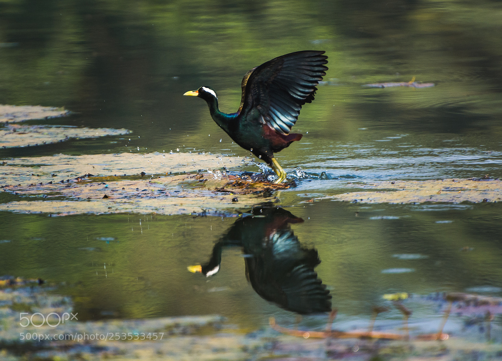 Nikon D5200 sample photo. Bronze winged jacana photography