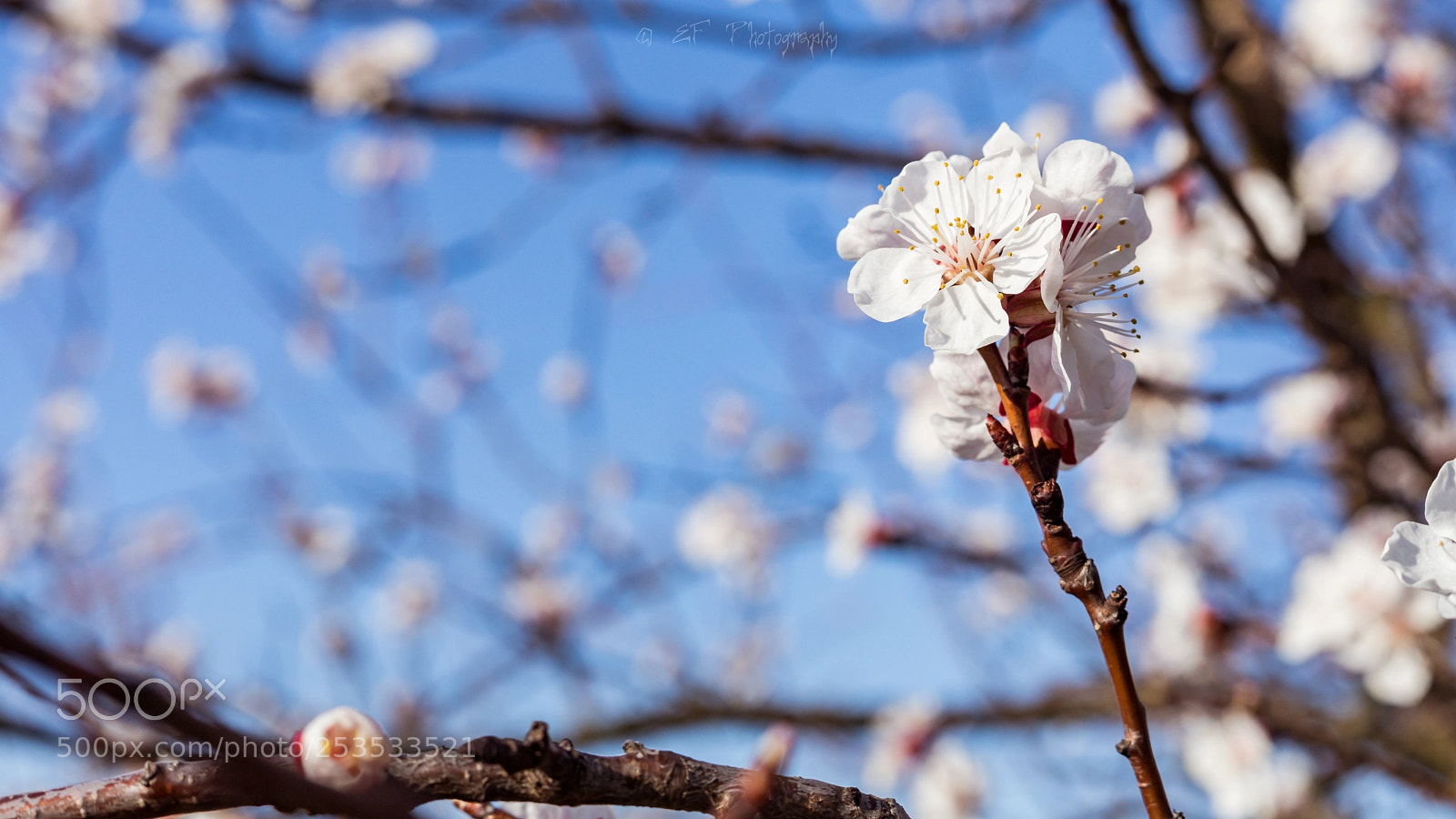 Canon EOS 5D Mark IV sample photo. Hösunpower photography