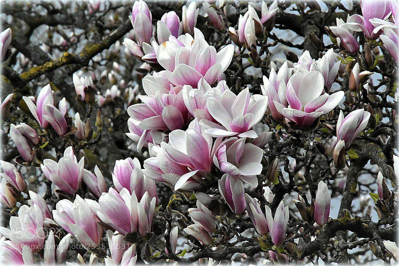 Nikon D7200 sample photo. "magnolia" photography