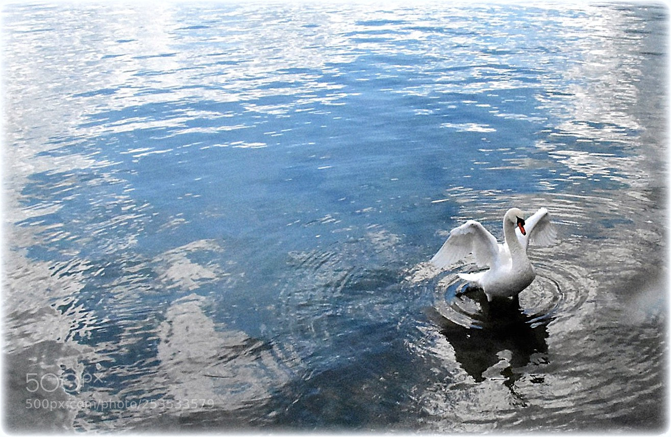 Nikon D7200 sample photo. "swan" photography