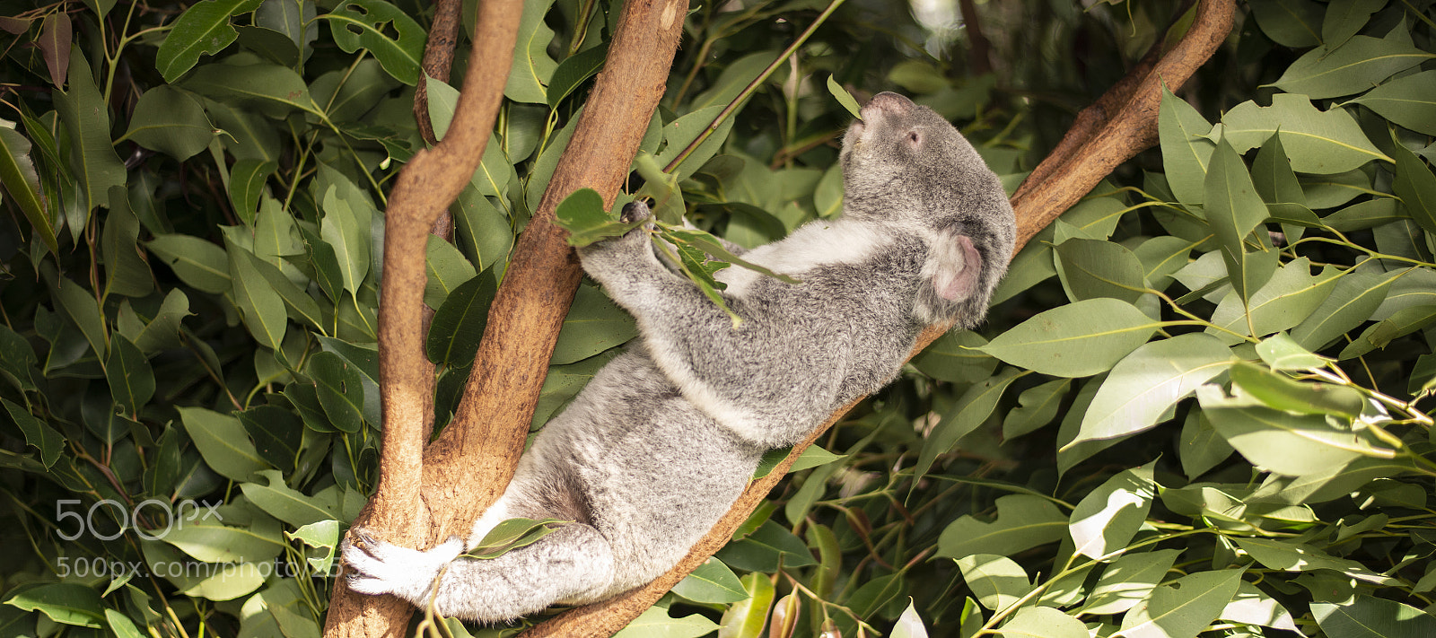 Nikon D800 sample photo. Cute australian koala resting photography