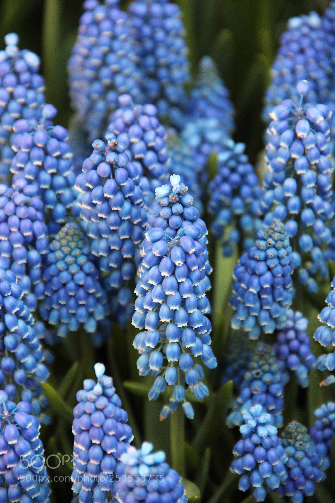 Canon EOS 600D (Rebel EOS T3i / EOS Kiss X5) sample photo. Blue photography