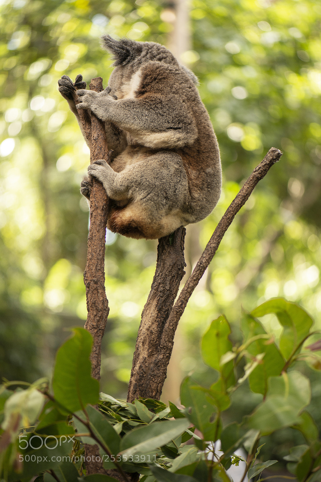 Nikon D800 sample photo. Cute australian koala resting photography