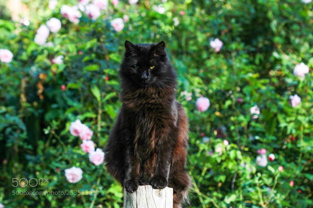 Canon EOS 7D sample photo. A most diabolical kiki photography