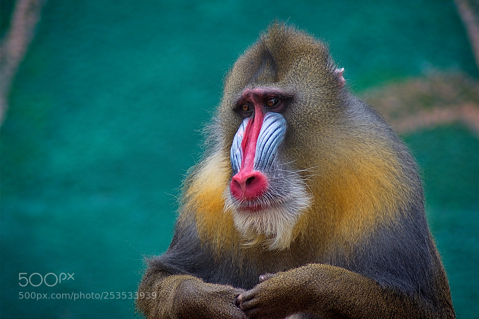 Nikon D3400 sample photo. Monkey colour photography