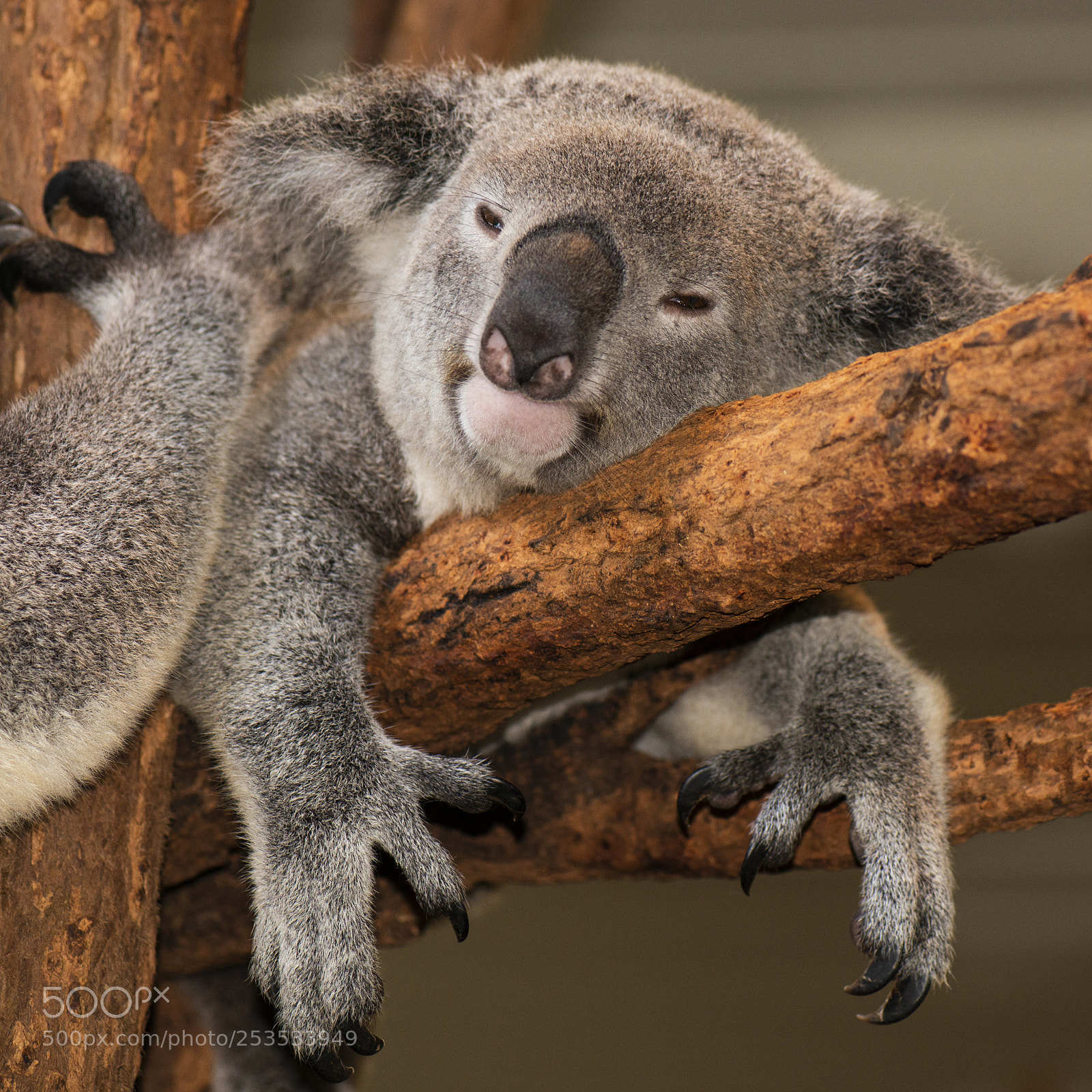 Nikon D800 sample photo. Cute australian koala resting photography