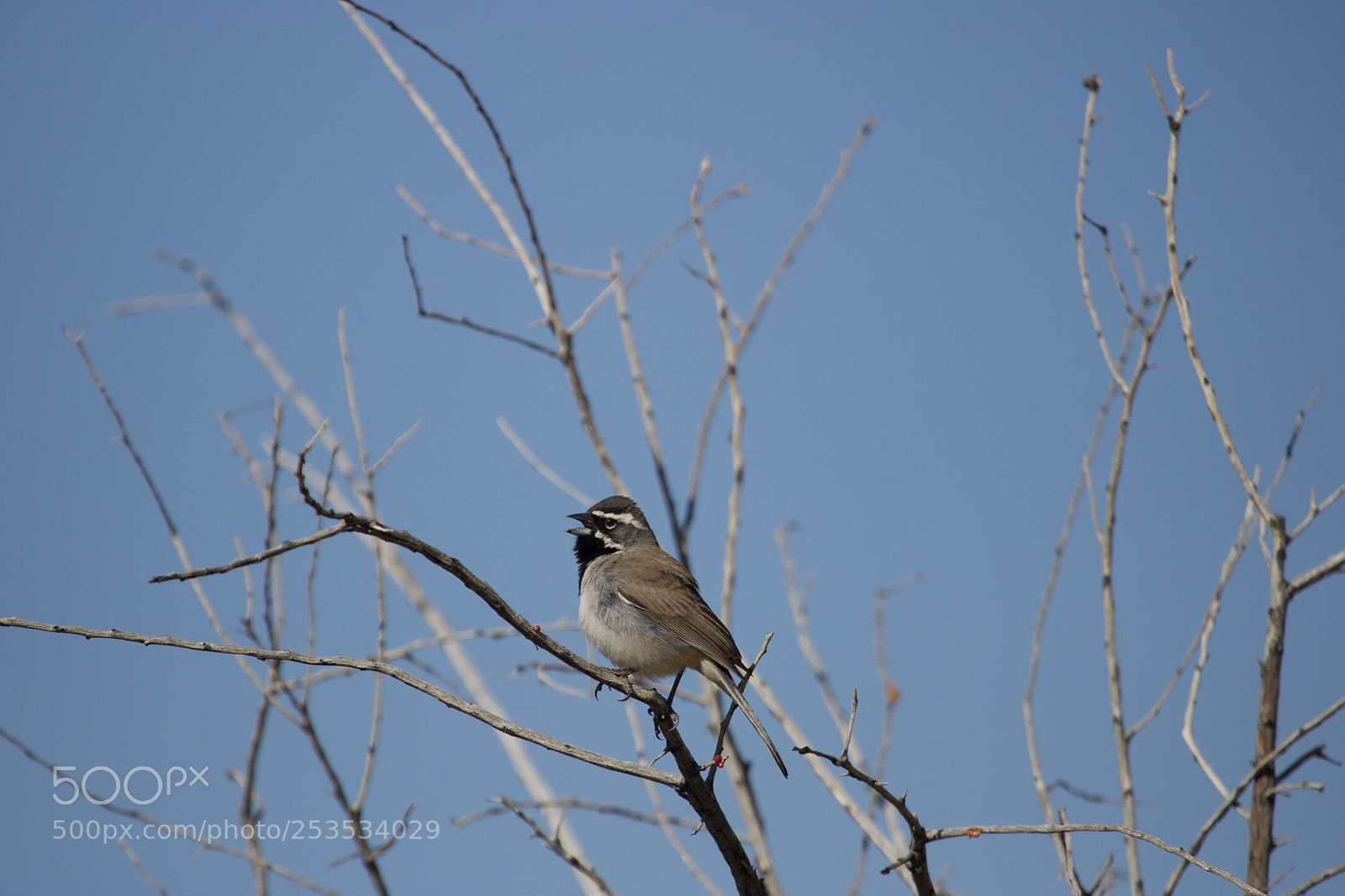 Canon EOS 750D (EOS Rebel T6i / EOS Kiss X8i) sample photo. Untitled photography