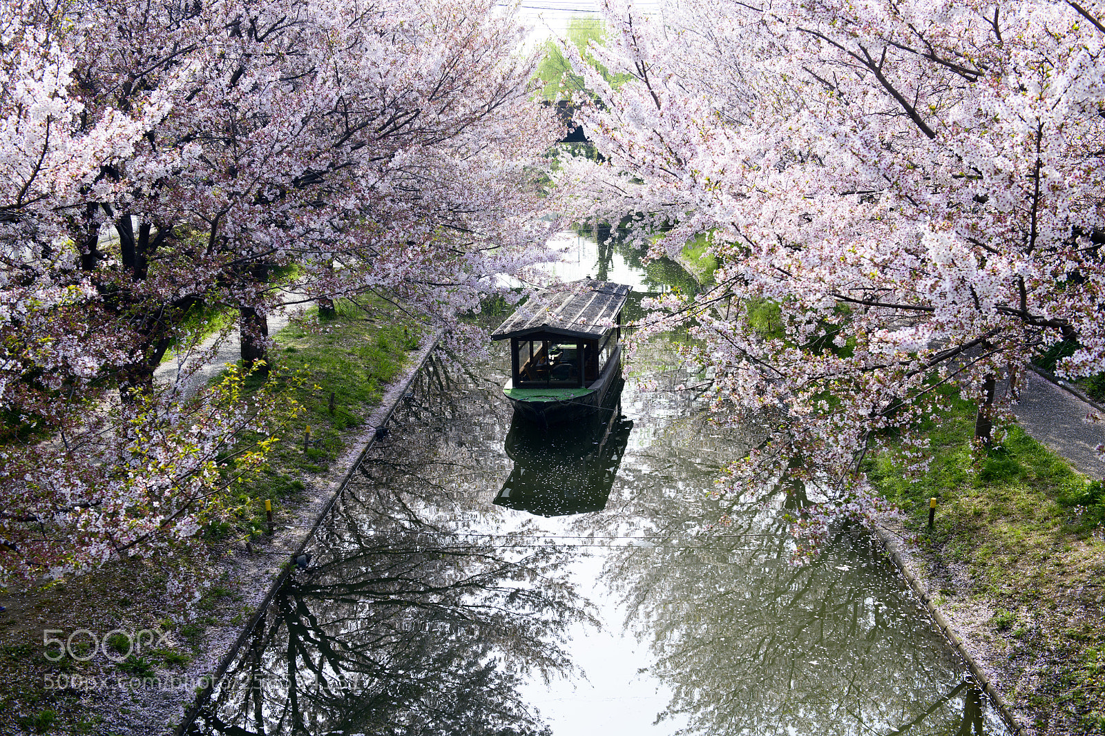 Nikon D850 sample photo. Sakura river photography