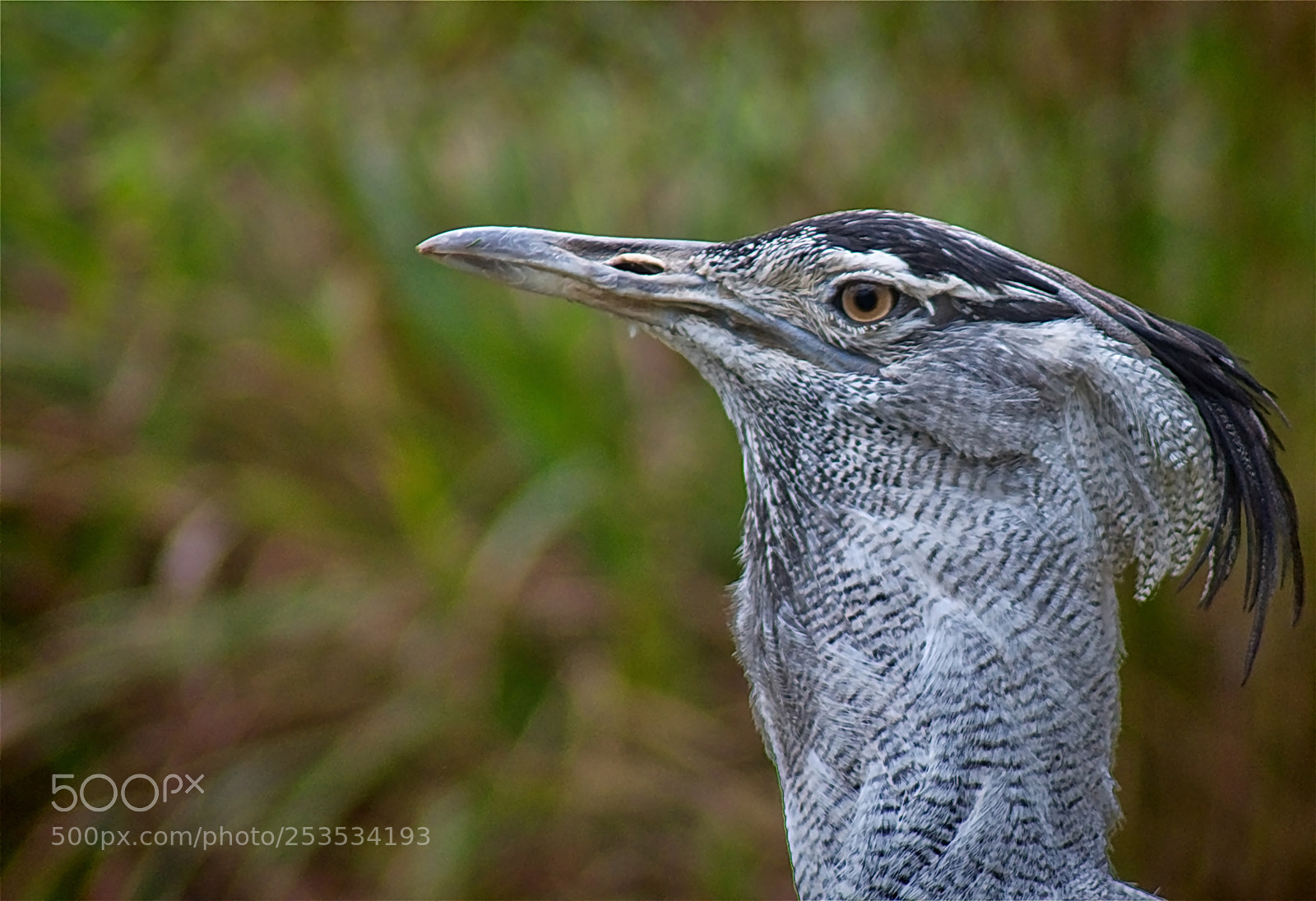 Nikon D3400 sample photo. Bird photography