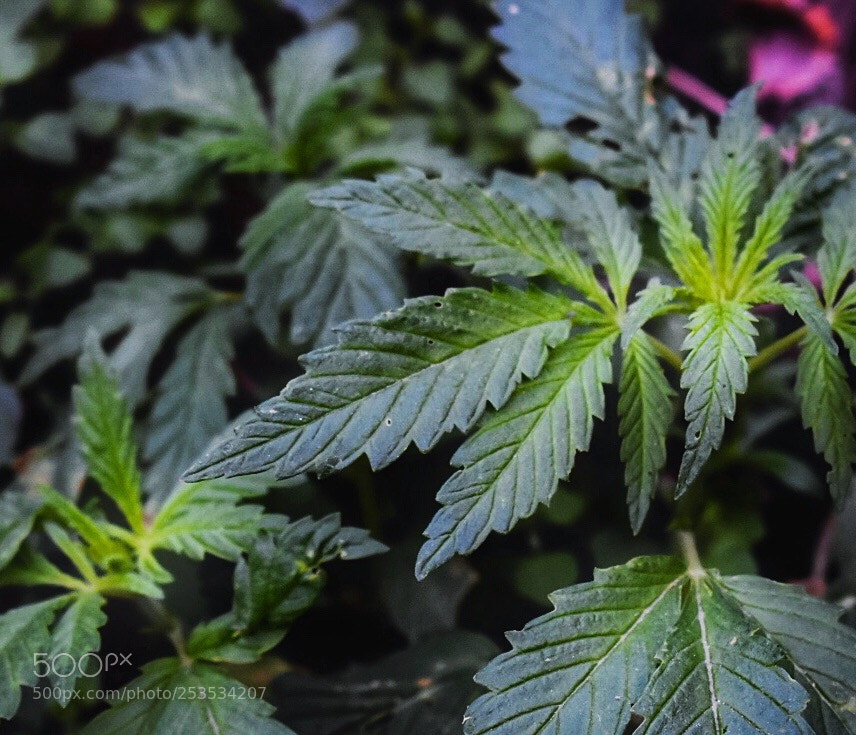 Nikon D5600 sample photo. Indica  photography
