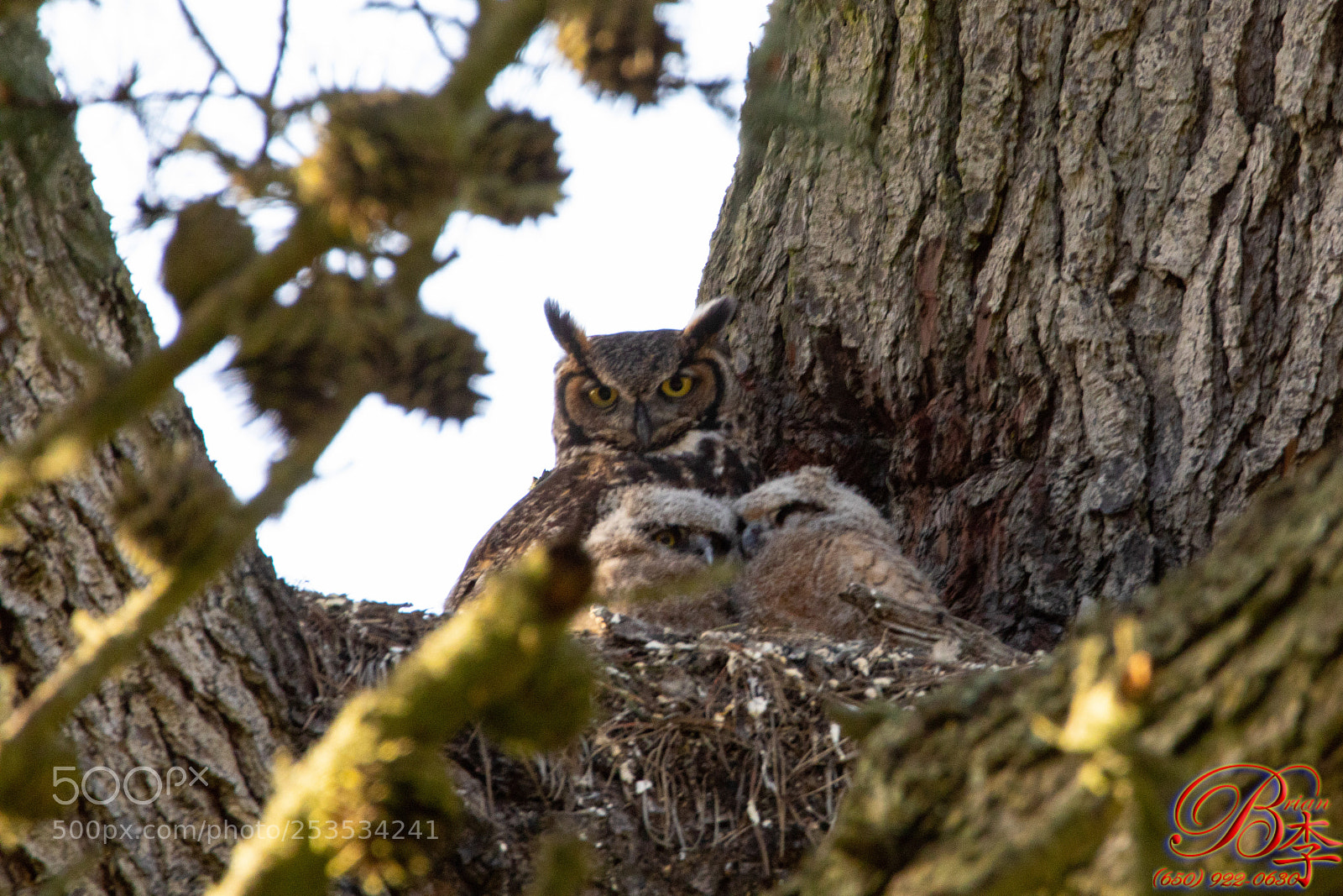 Canon EOS 5D Mark IV sample photo. Owl photography